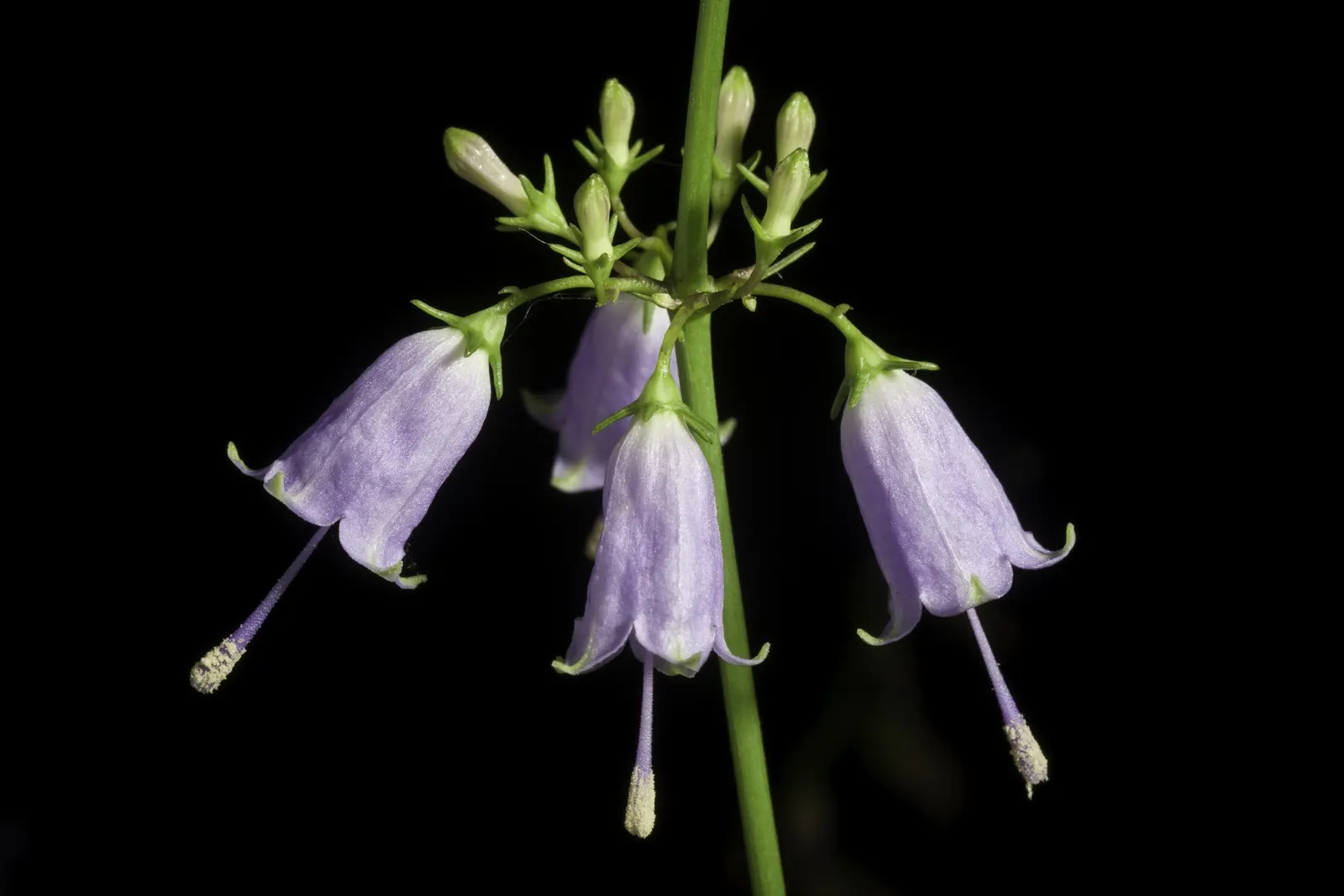 Great Bellflower (Campanula Latifolia) — Growing from a basal rosette