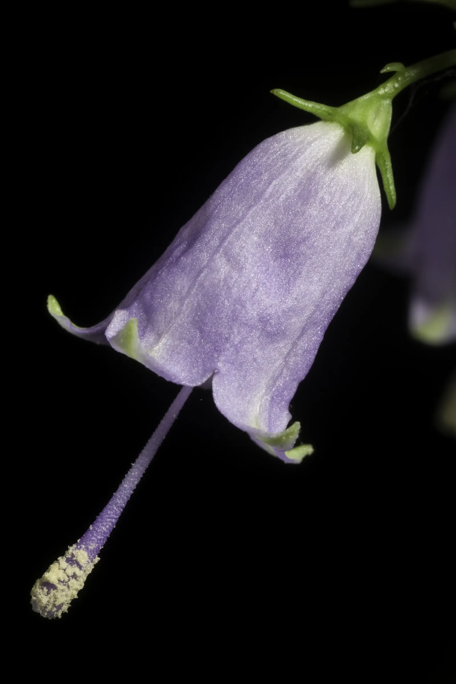Great Bellflower (Campanula Latifolia) — blue flowers in the garden