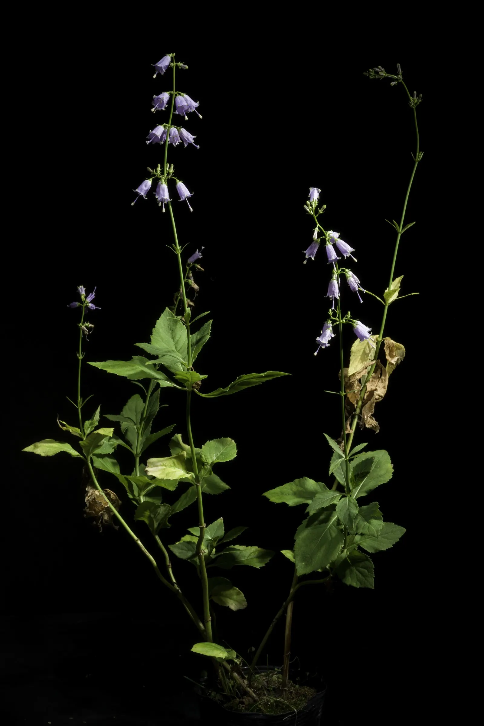 Great Bellflower (Campanula Latifolia) — though some varieties may boast white flowers