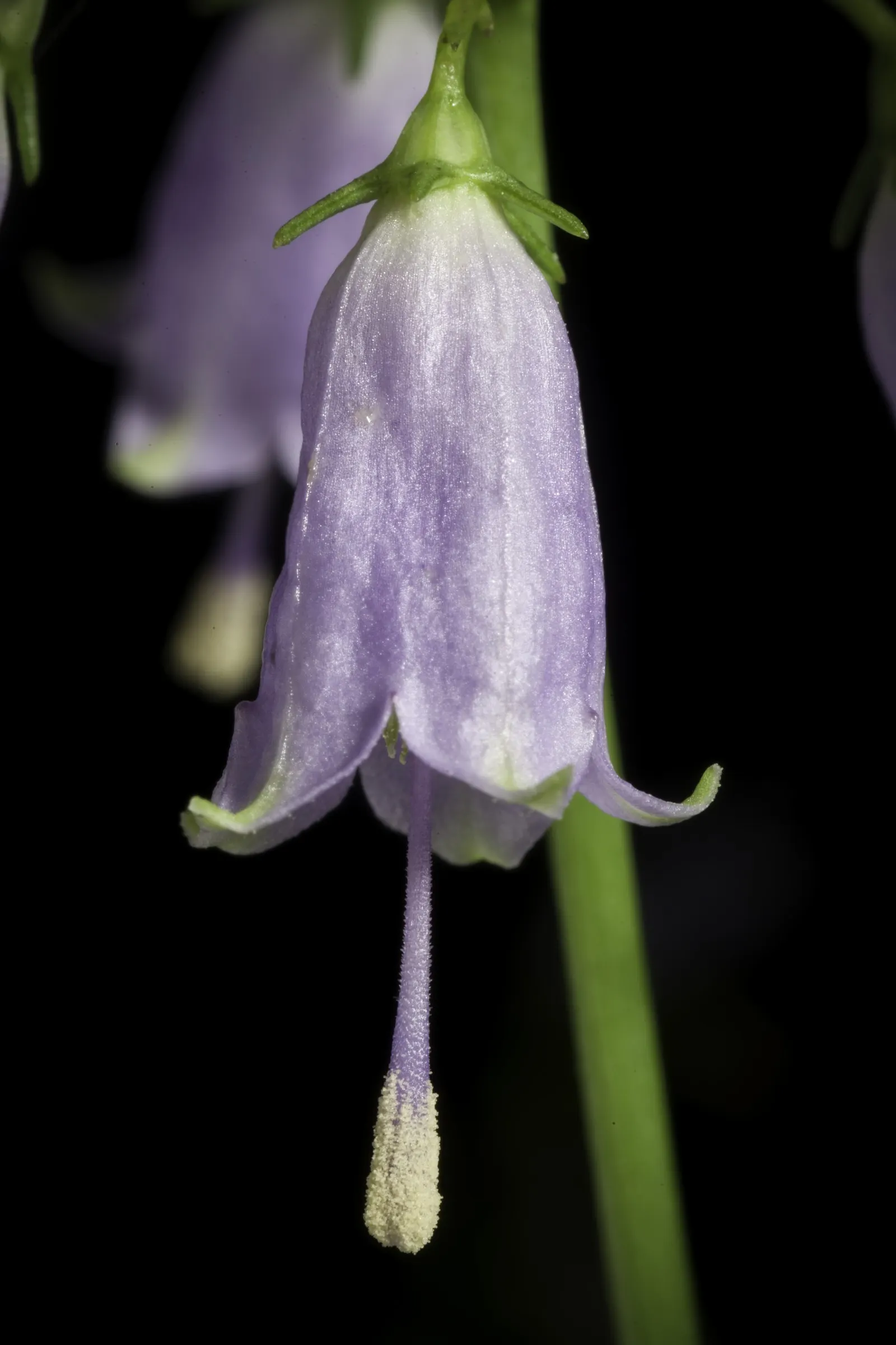 Great Bellflower (Campanula Latifolia) — Deadheading spent blossoms can promote a longer flowering season and reduce self-seeding