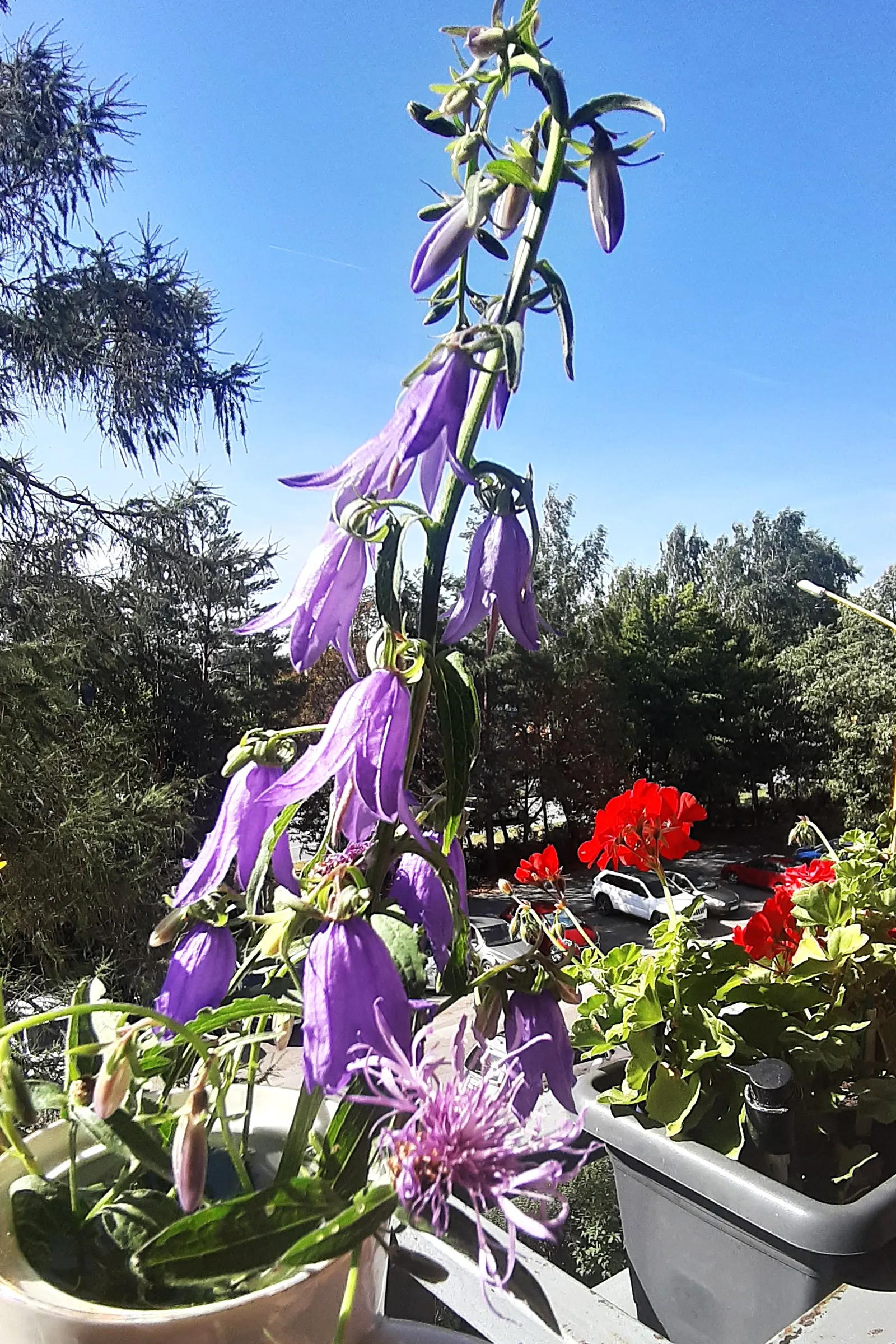 Great Bellflower (Campanula Latifolia) — perennial with blue blooms; or use it to create height and structure within a cottage garden