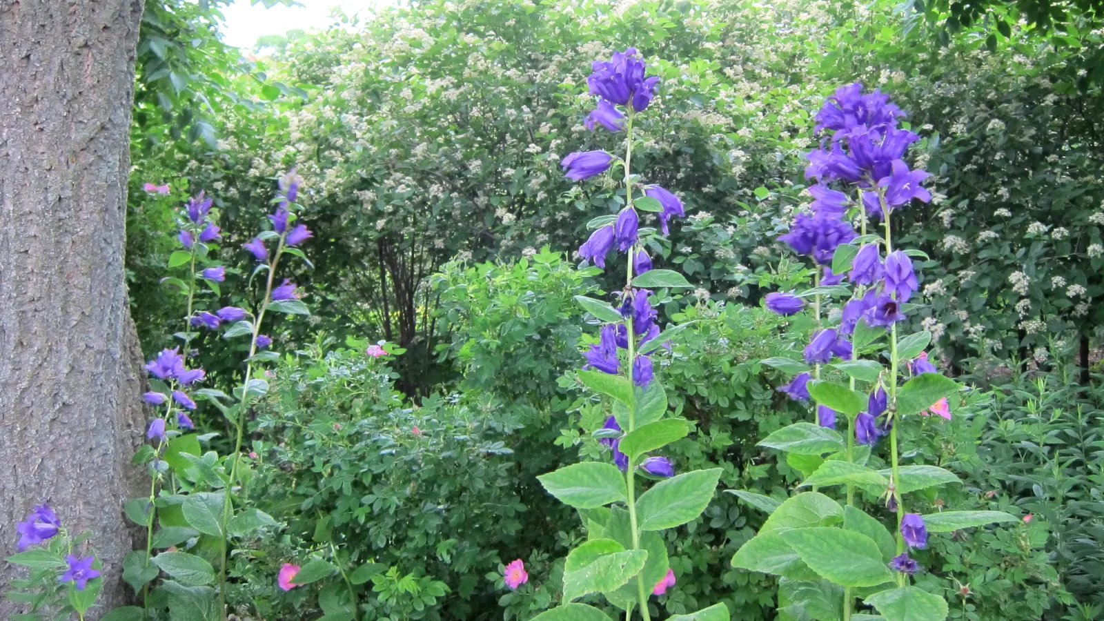 Great Bellflower (Campanula Latifolia) — plant in locations with partial to full sun exposure; consider placing it towards the back of a border for, image 64