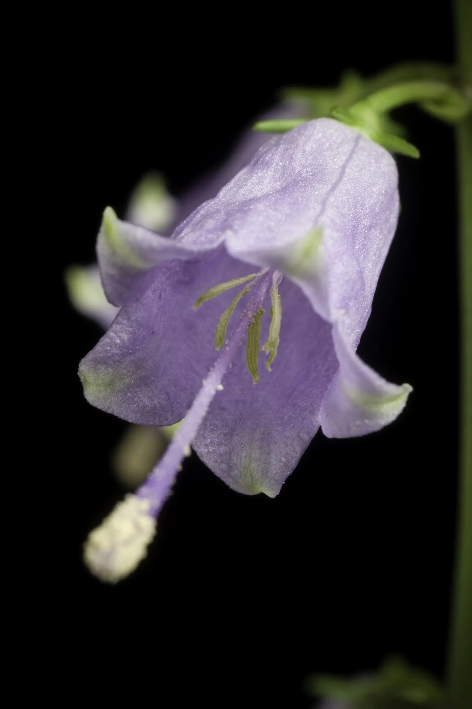 Great Bellflower (Campanula Latifolia) — perennial with blue blooms