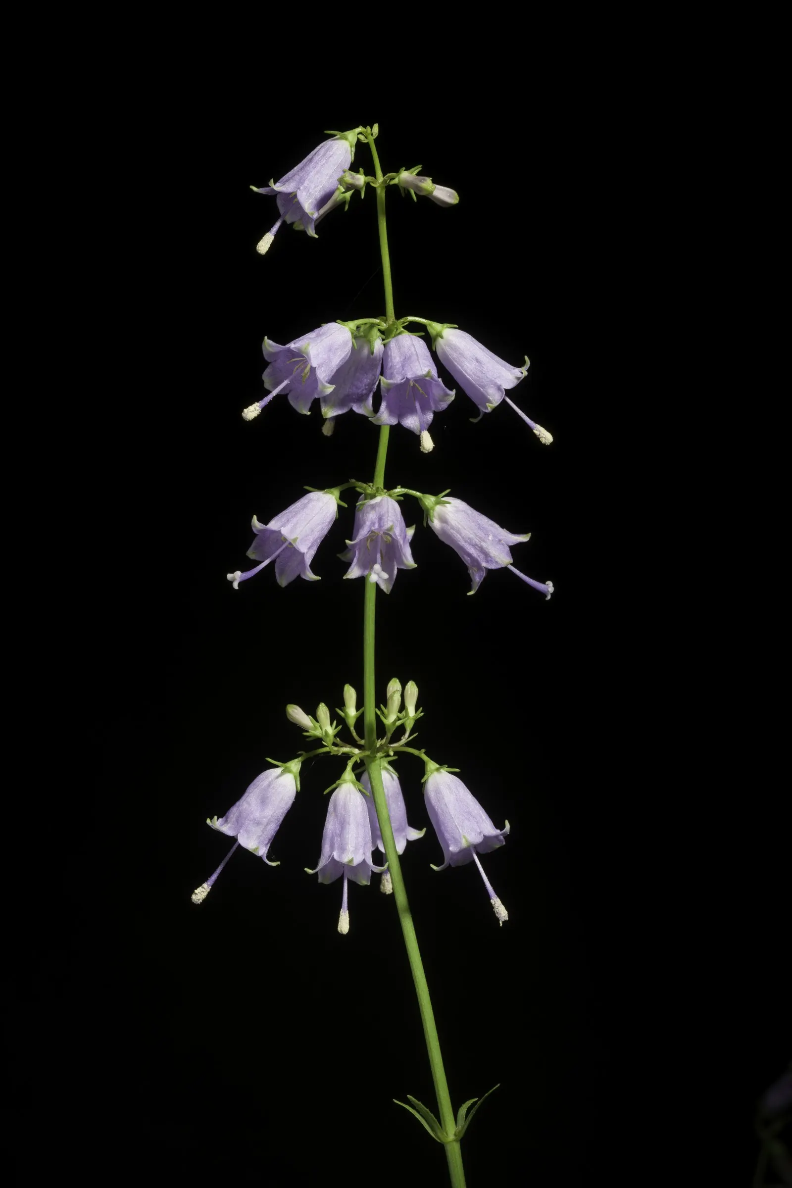 Great Bellflower (Campanula Latifolia) — Ideal for the back of a border, it thrives in full sun to partial shade and prefers well-drained soil