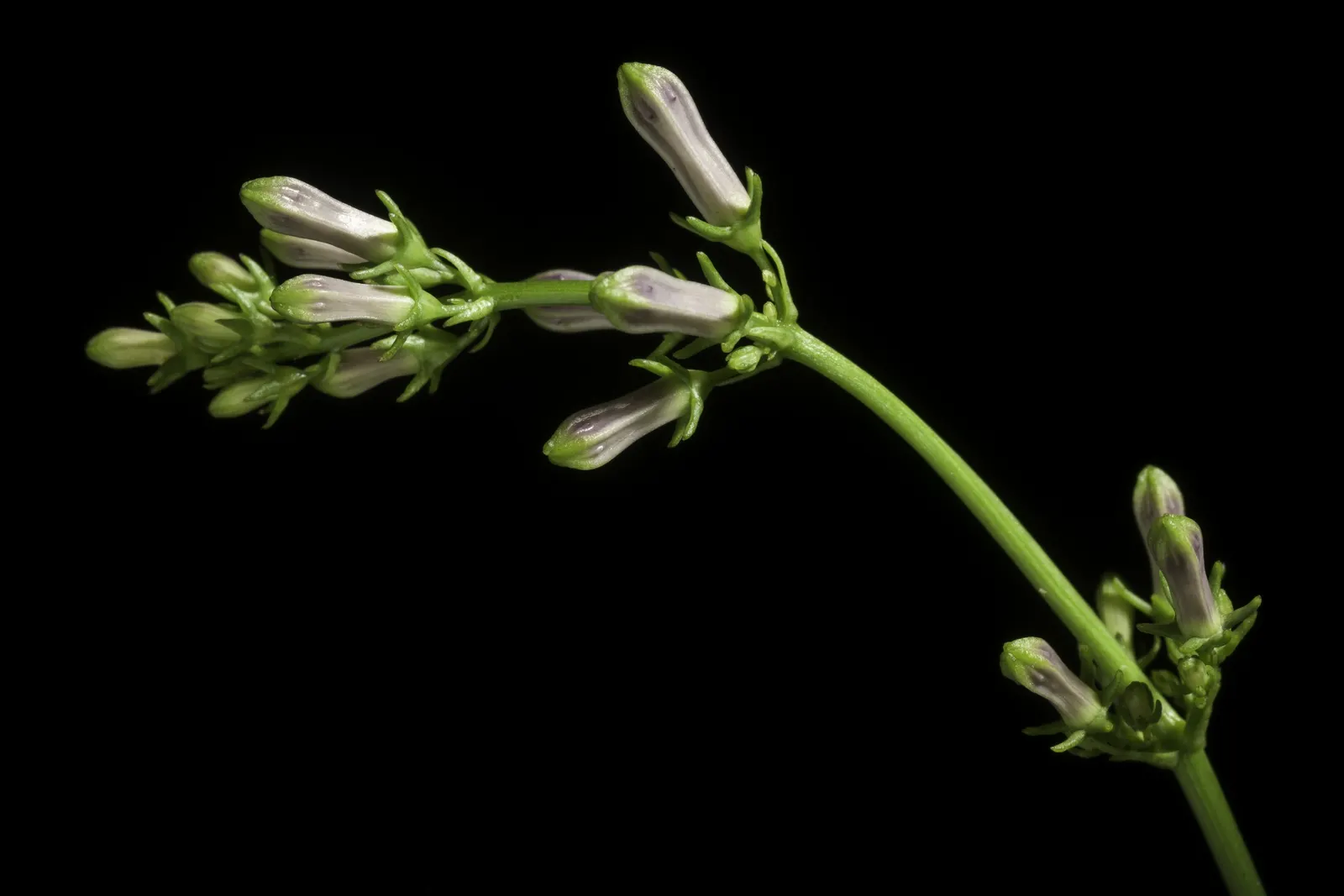 Great Bellflower (Campanula Latifolia) — These blooms often present in shades of violet-blue