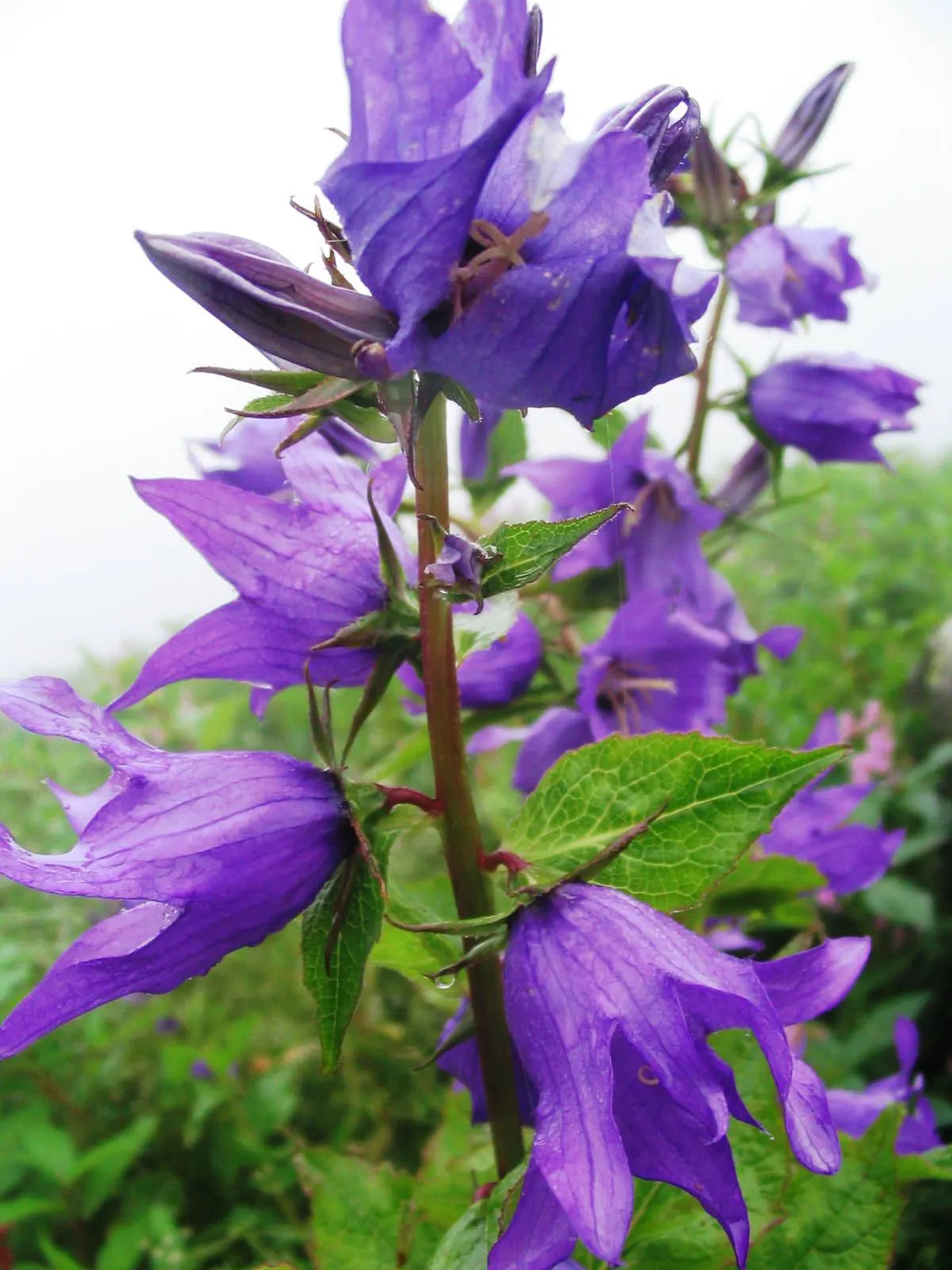 Great Bellflower (Campanula Latifolia) — It boasts large, bell-shaped violet-blue flowers, which bloom from June to August