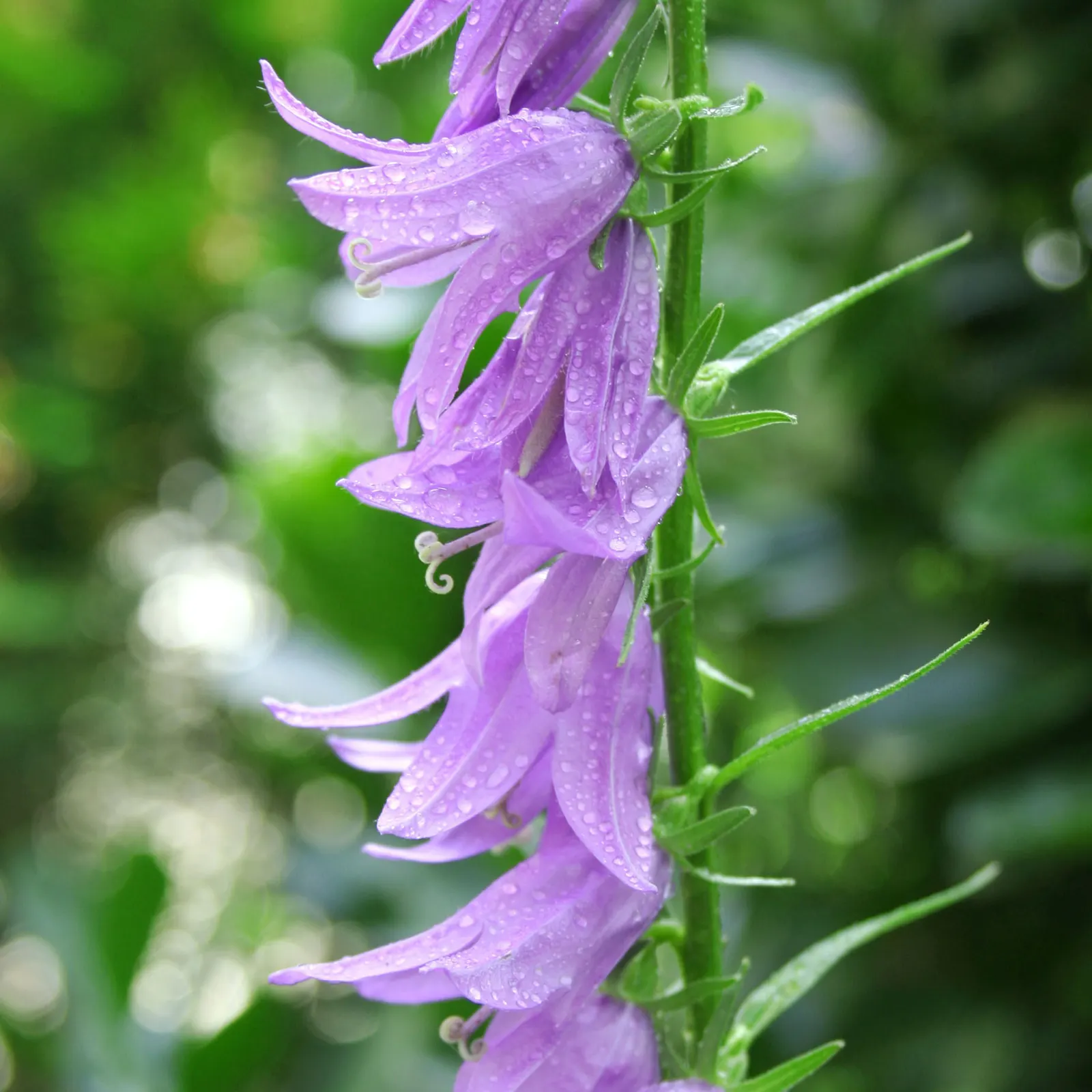 Great Bellflower (Campanula Latifolia) — is a majestic perennial plant that can provide a striking vertical accent to any garden design; blue, image 55