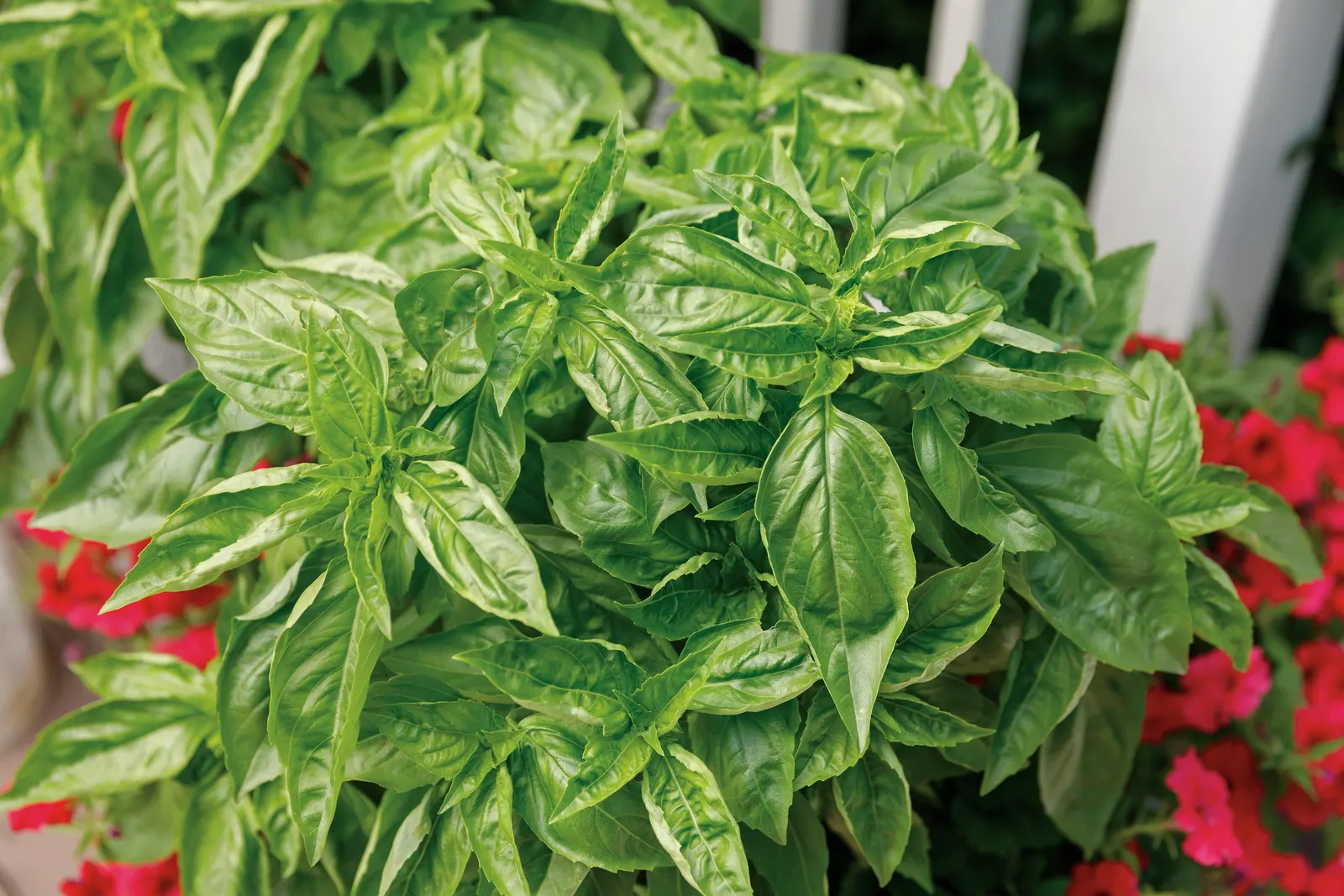 Amazel Basil® Sweet Italian Basil (Ocimum basilicum) — lush habit grown for flavorful foliage