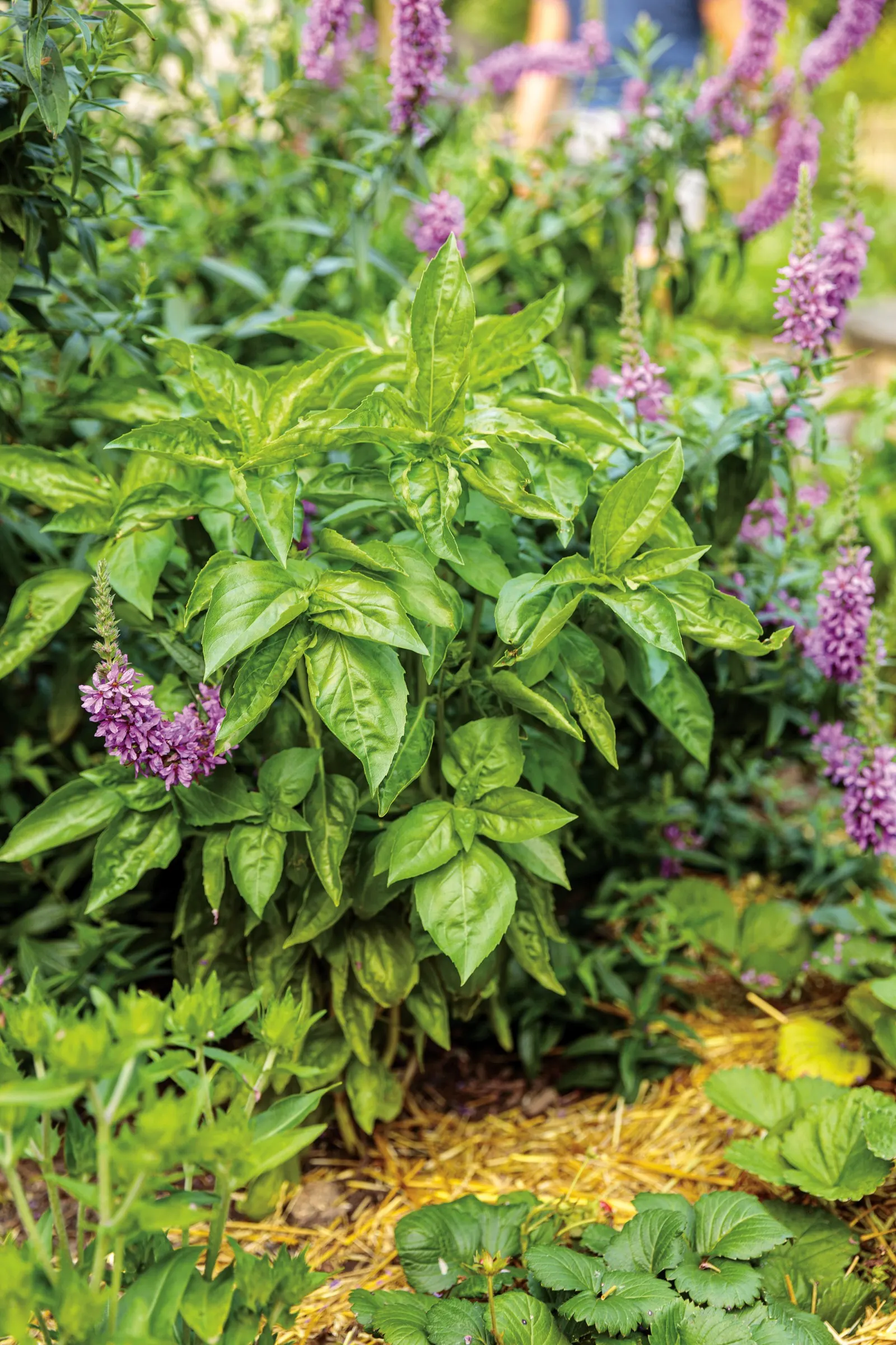 Amazel Basil® Sweet Italian Basil (Ocimum basilicum) — aromatic leaves and an upright