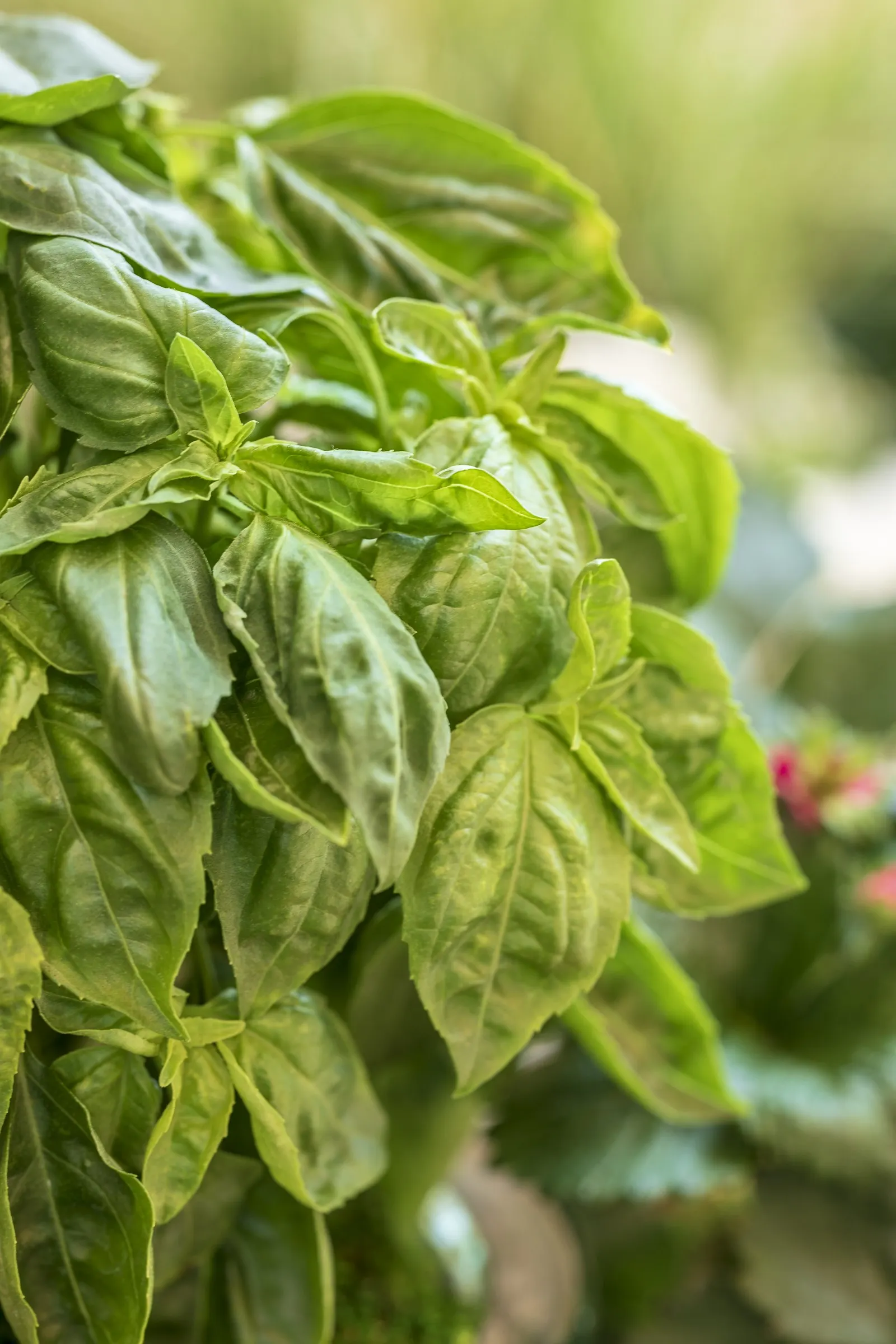 Amazel Basil® Sweet Italian Basil (Ocimum basilicum) — though it is most often grown as a warm-season annual in temperate gardens