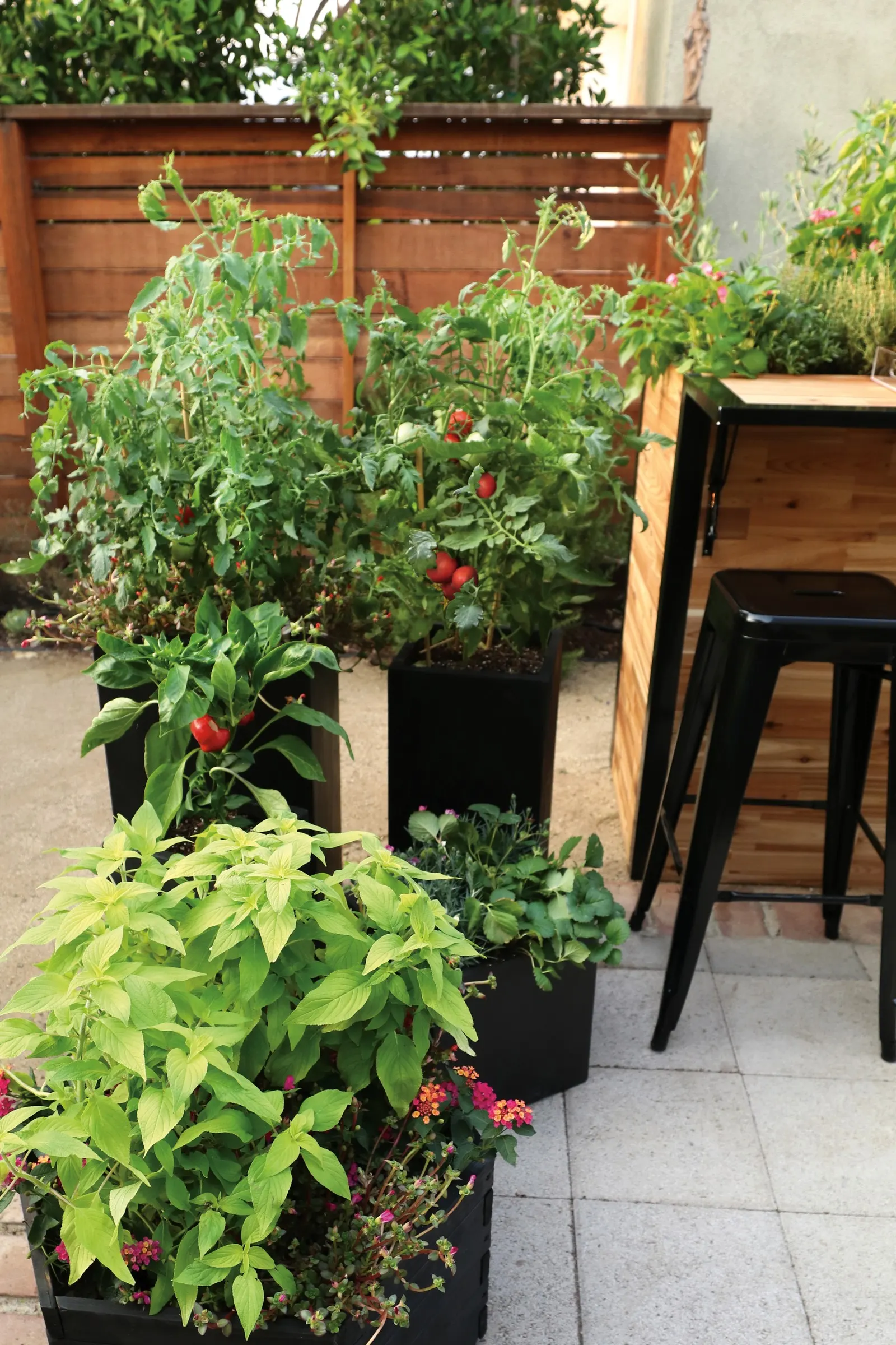 Amazel Basil® Sweet Italian Basil (Ocimum basilicum) — commonly referred to as Amazel Basil® Sweet Italian Basil