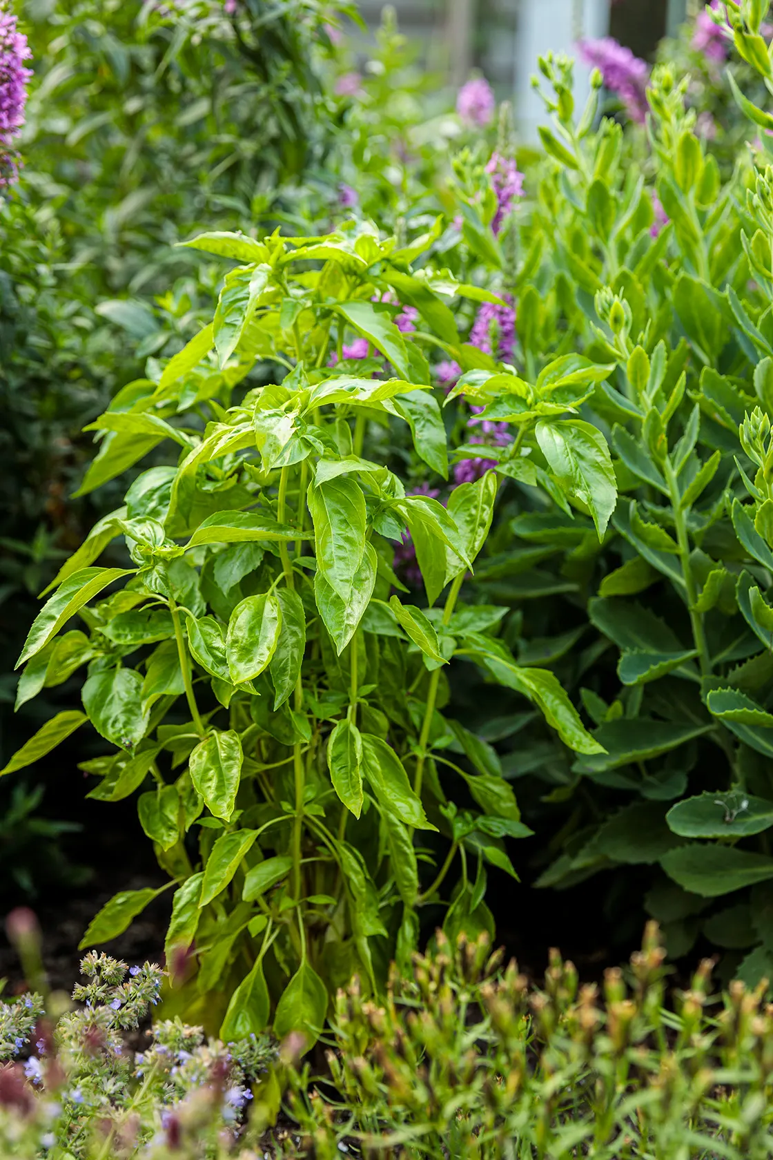 Amazel Basil® Sweet Italian Basil (Ocimum basilicum) — and freezing for later use.<br><br>This basil thrives in full sun with average water and fertile