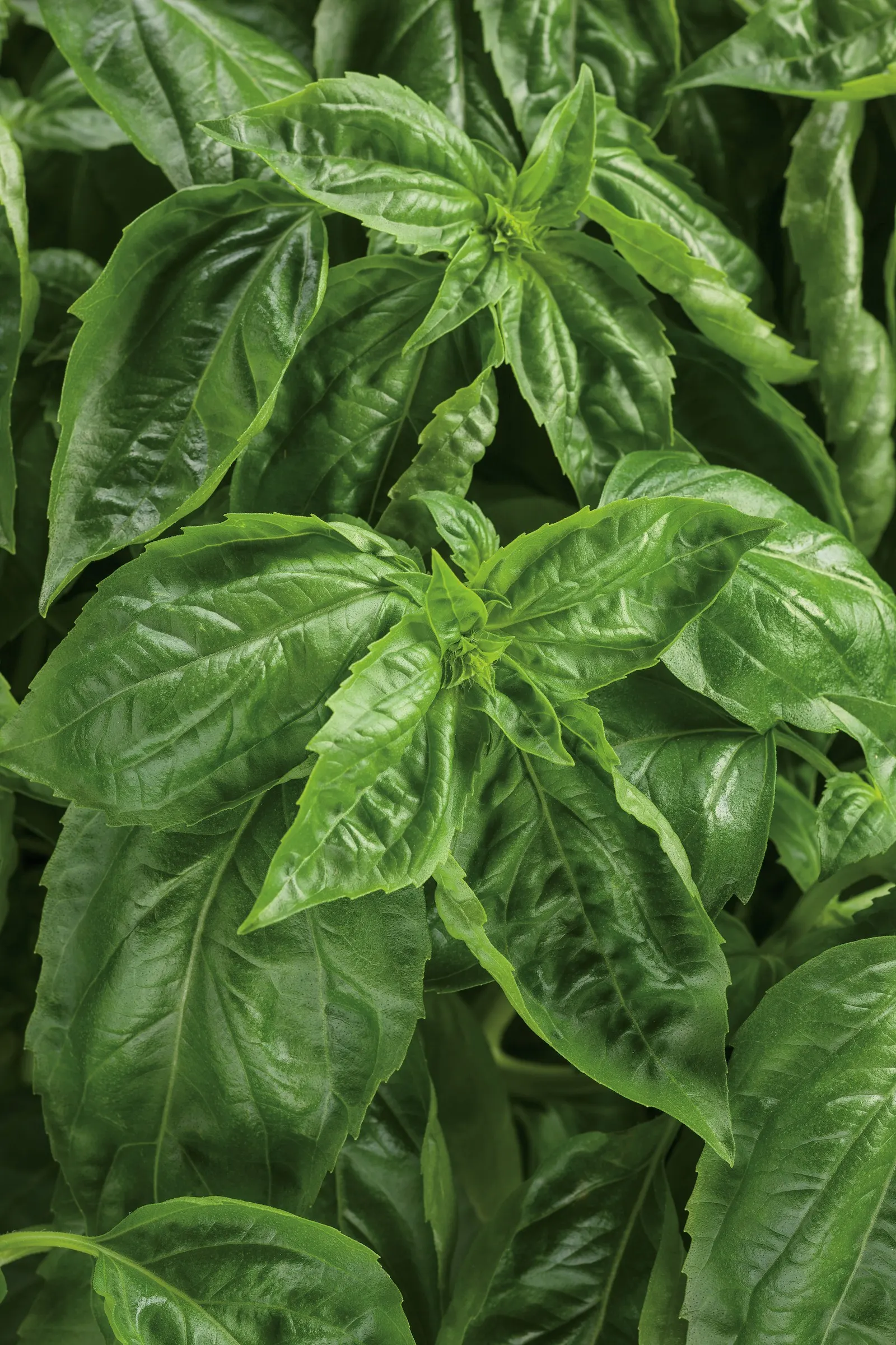 Amazel Basil® Sweet Italian Basil (Ocimum basilicum) — Amazel Basil® works beautifully as an edible thriller in containers
