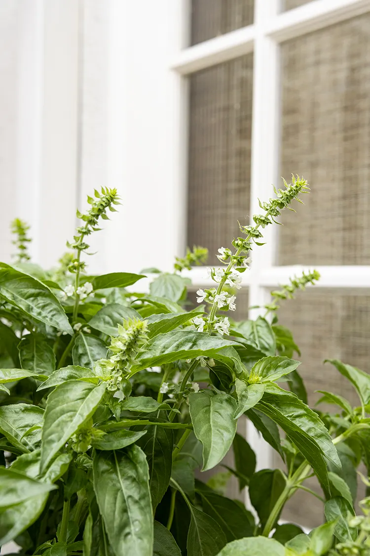 Amazel Basil® Sweet Italian Basil (Ocimum basilicum) — fertile well-drained soil