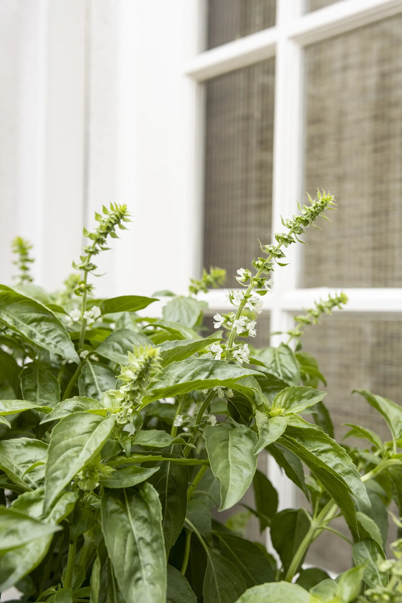 Amazel Basil® Sweet Italian Basil (Ocimum basilicum) — aromatic green foliage and generous kitchen-worthy yield