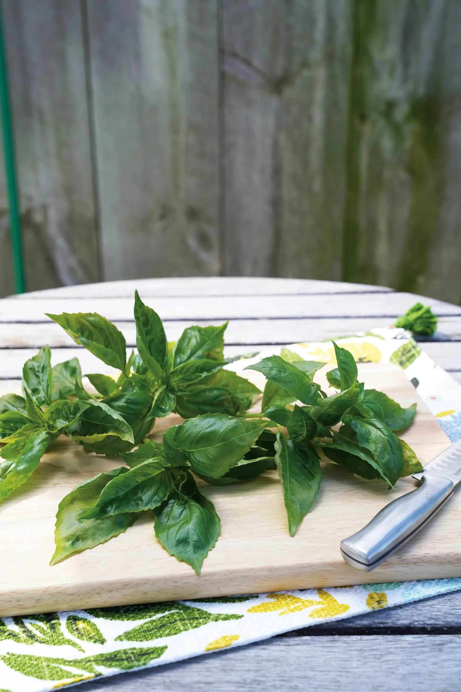 Amazel Basil® Sweet Italian Basil (Ocimum basilicum) — Amazel Basil® Sweet Italian Basil reaches 20-36 inches tall and 12-24 inches wide
