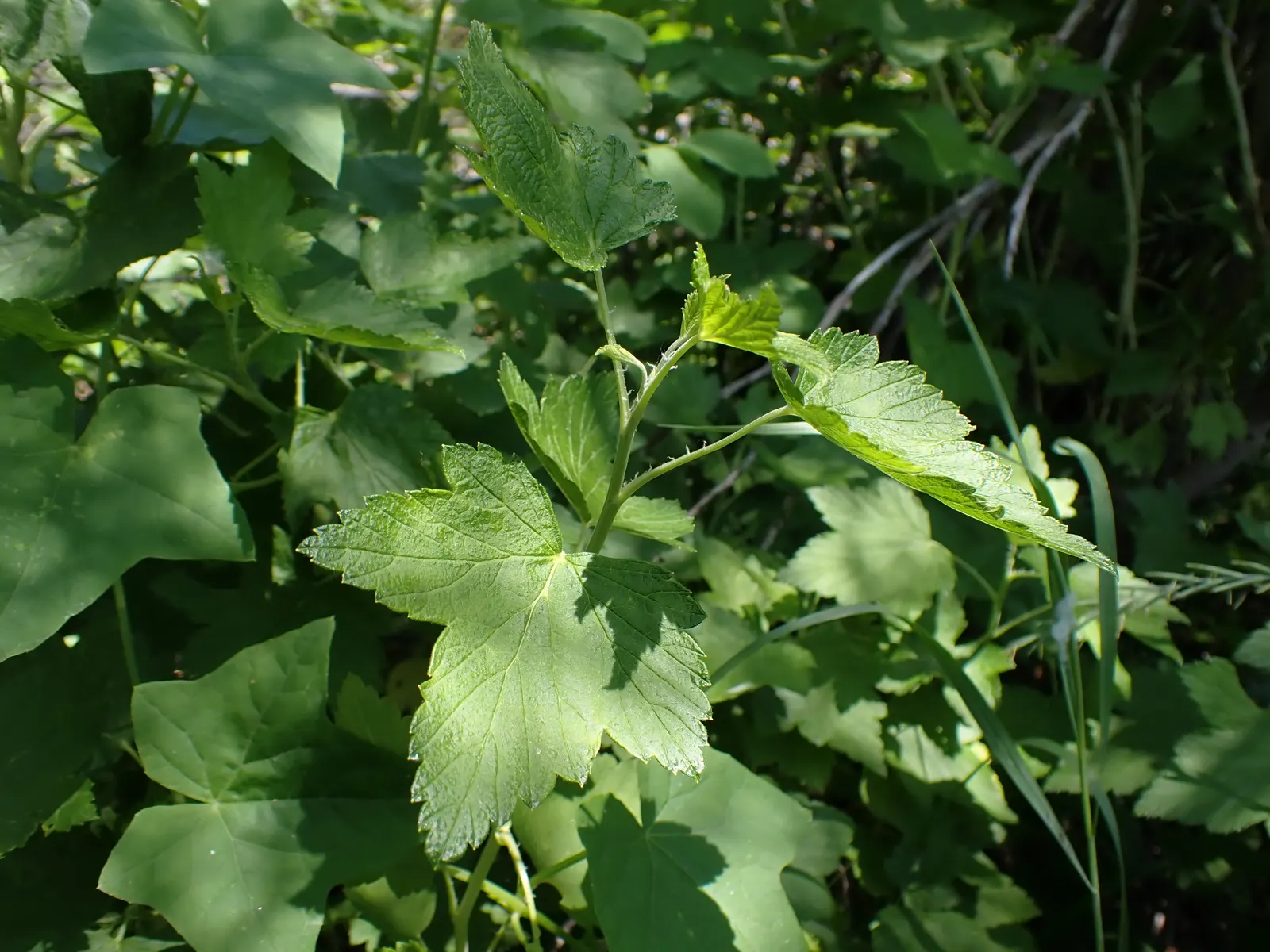 Wild Black Currant (Ribes Americanum) — is a deciduous shrub that brings both aesthetic appeal and wildlife value to your landscape design