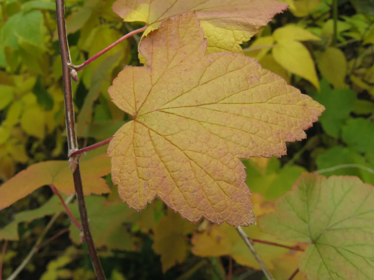 Wild Black Currant (Ribes Americanum) — This North American native typically grows to a modest height of 3 to 6 feet and with a similar spread