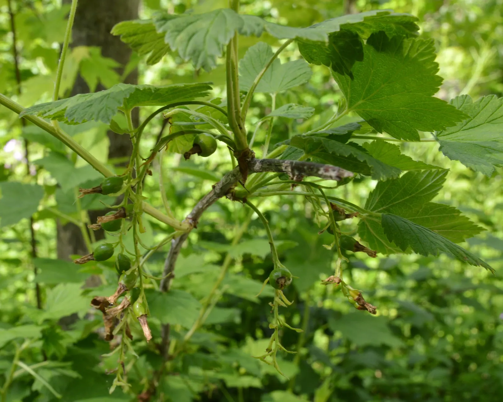 Wild Black Currant (Ribes Americanum) — the plant produces edible; the Wild Black Currant is also known for its resistance to white pine blister rust