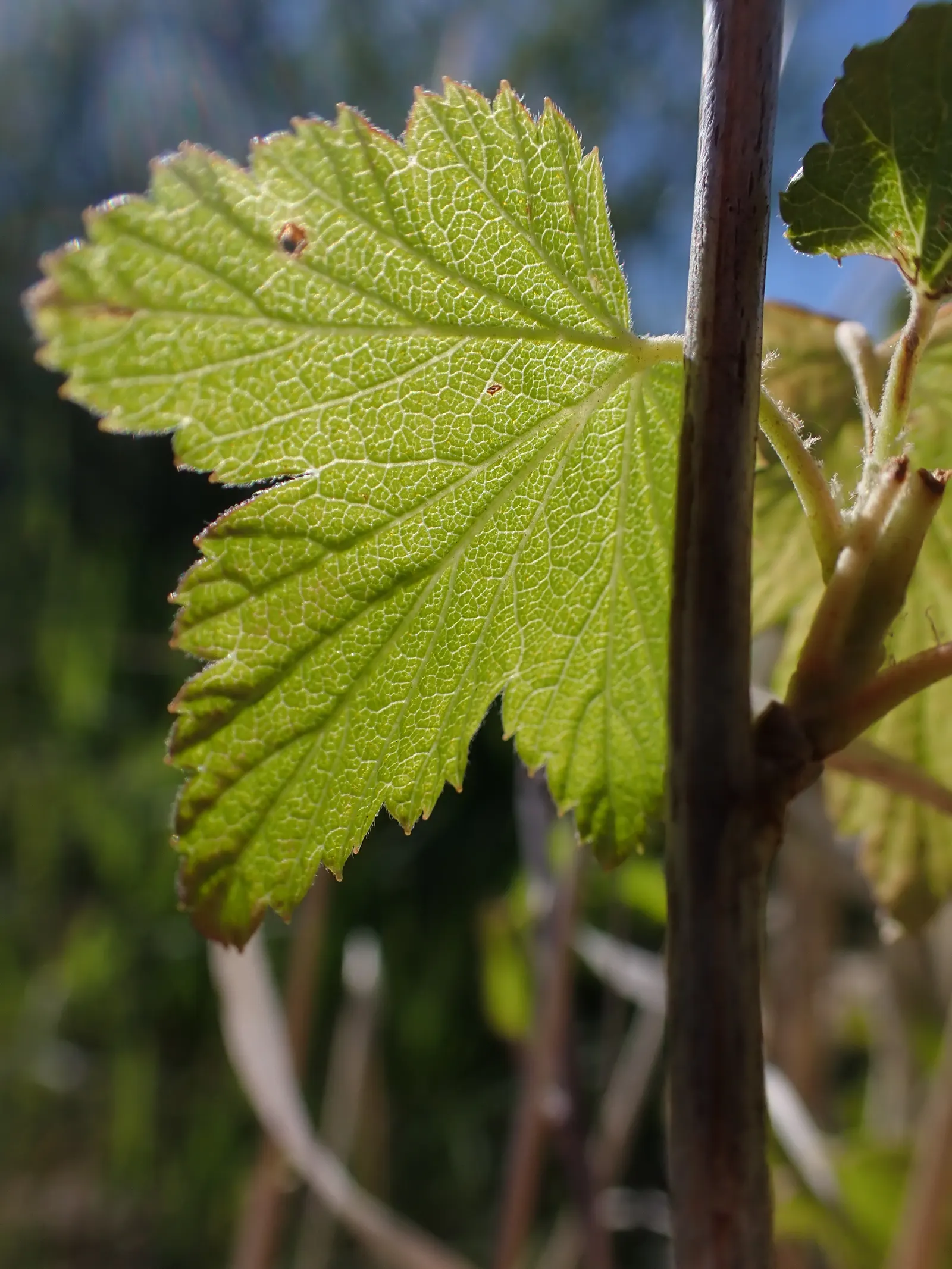 Wild Black Currant (Ribes Americanum) — preferring partial to full shade and moist