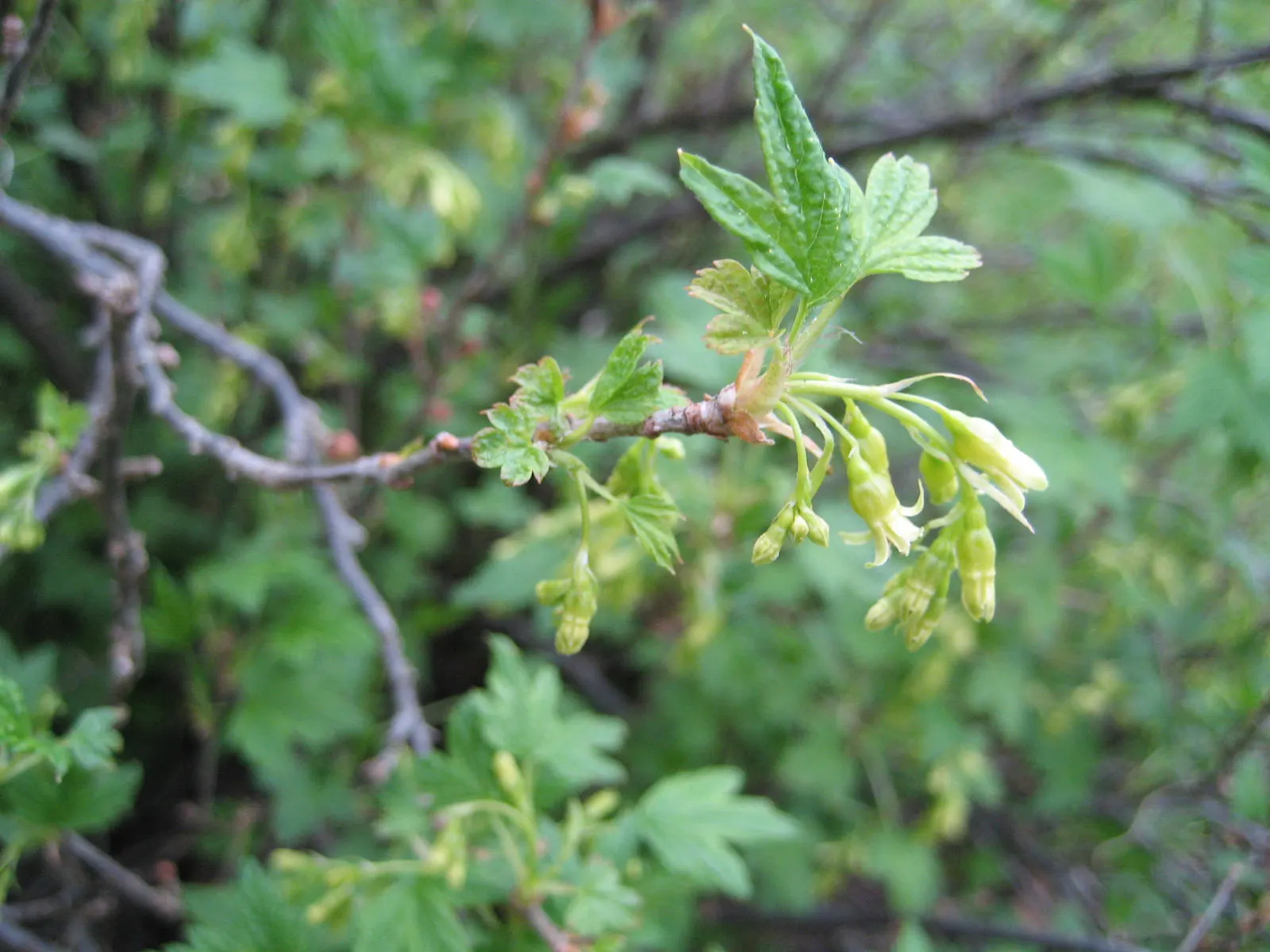 Wild Black Currant (Ribes Americanum) — its pendent racemes of yellowish flowers attract pollinators; it is relatively low-maintenance, requiring minimal