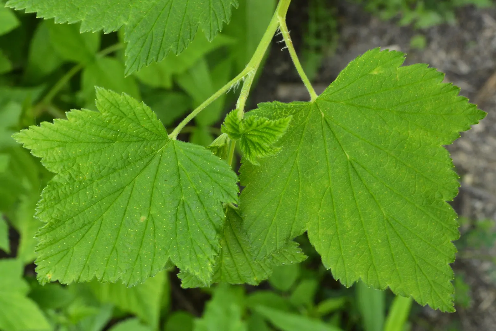 Wild Black Currant (Ribes Americanum) — preferring partial to full shade and moist; ribes americanum, or Wild Black Currant, is a hardy deciduous shrub