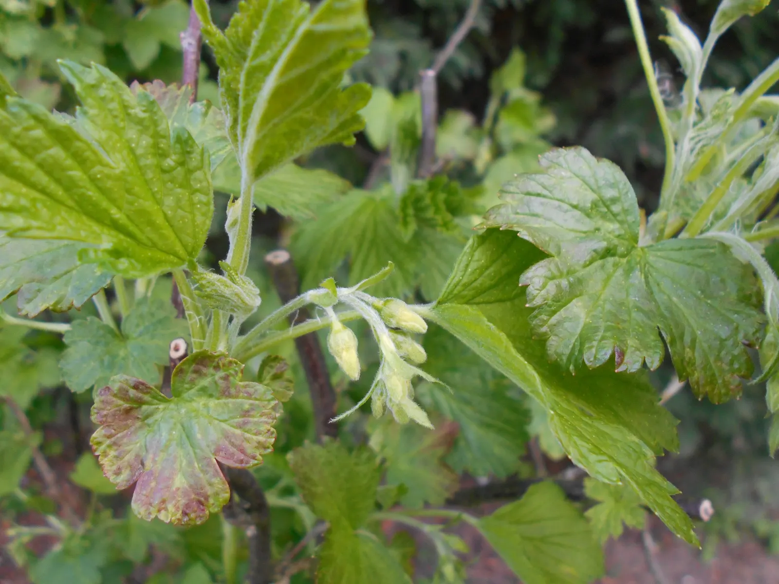 Wild Black Currant (Ribes Americanum) — adding a dynamic layer of ecological interaction in your garden