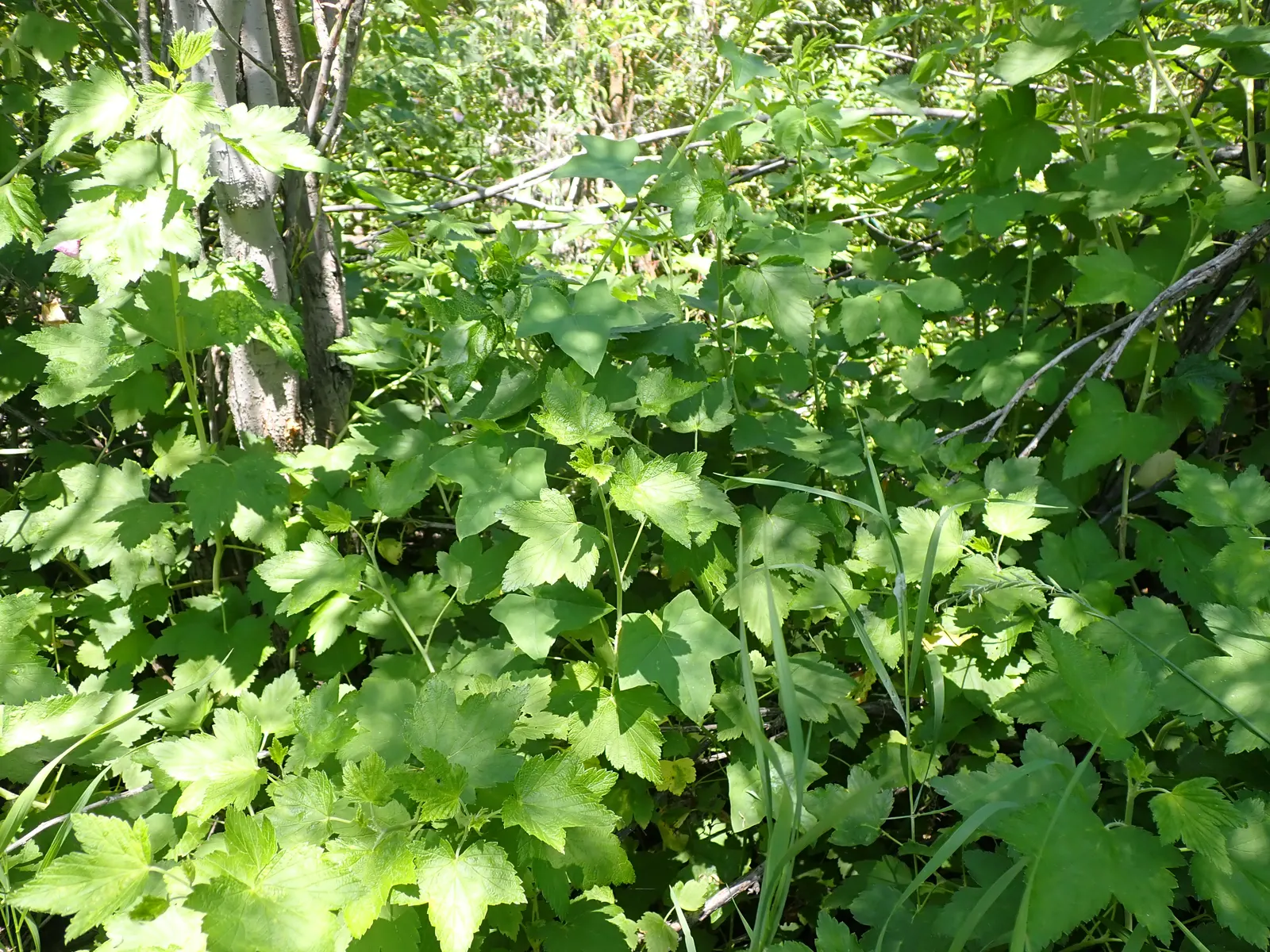 Wild Black Currant (Ribes Americanum) — Ribes americanum, or Wild Black Currant, is a hardy deciduous shrub thriving in USDA zones 4-7; glossy, image 47
