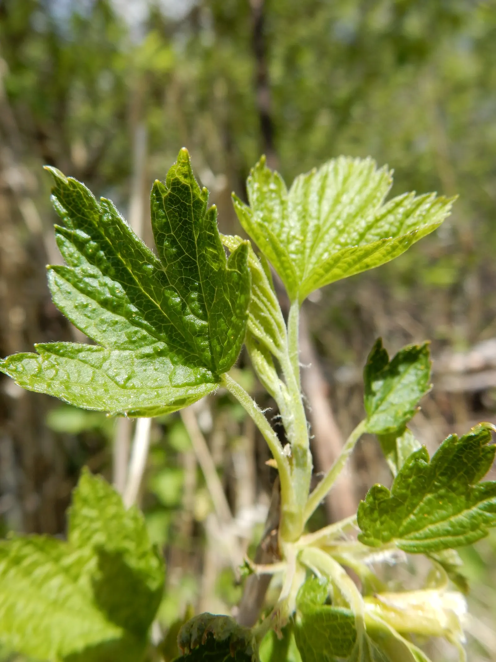 Wild Black Currant (Ribes Americanum) — providing a food source for birds and other wildlife