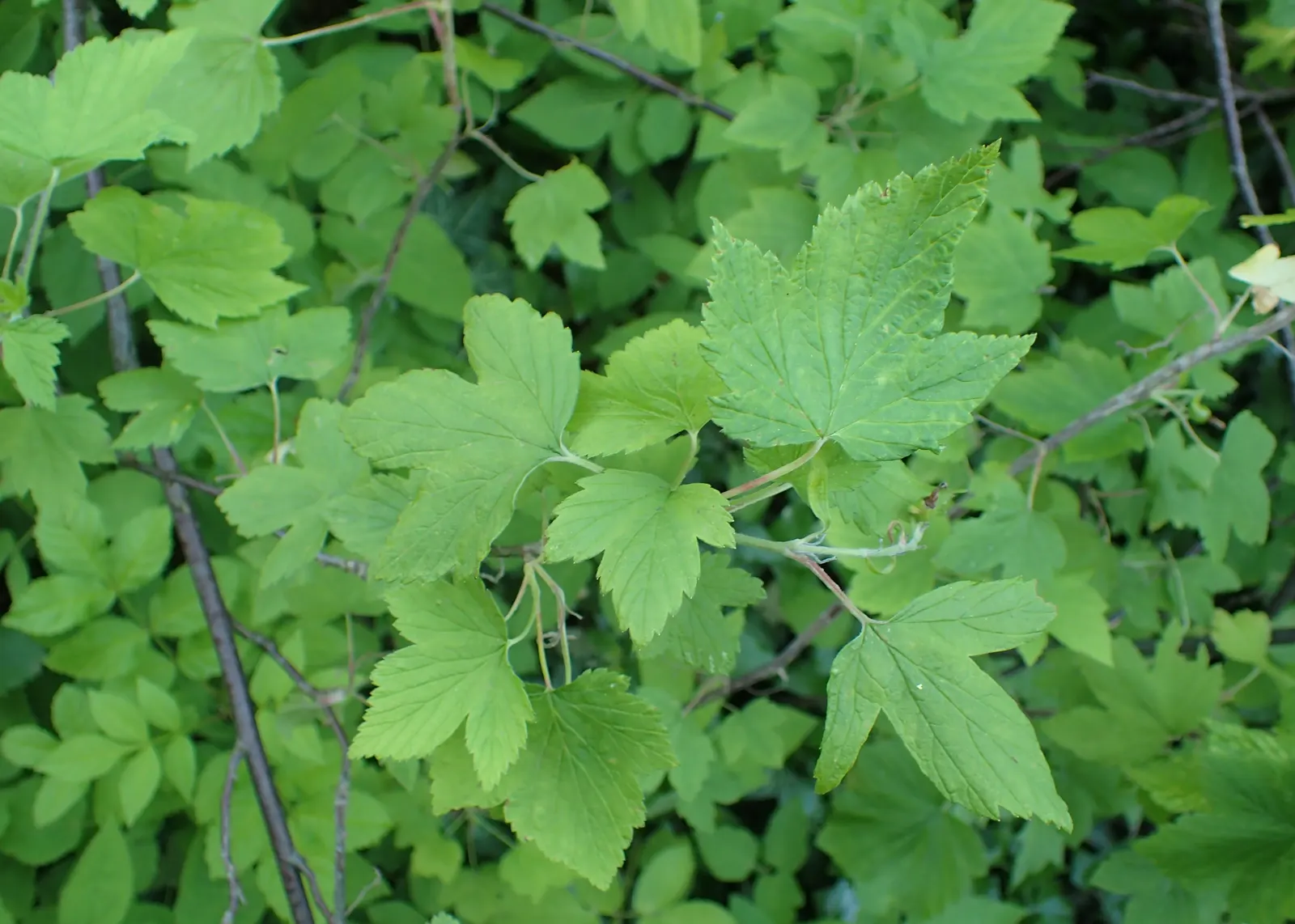Wild Black Currant (Ribes Americanum) — These blossoms will attract an array of pollinators; green foliage that turns yellow in fall