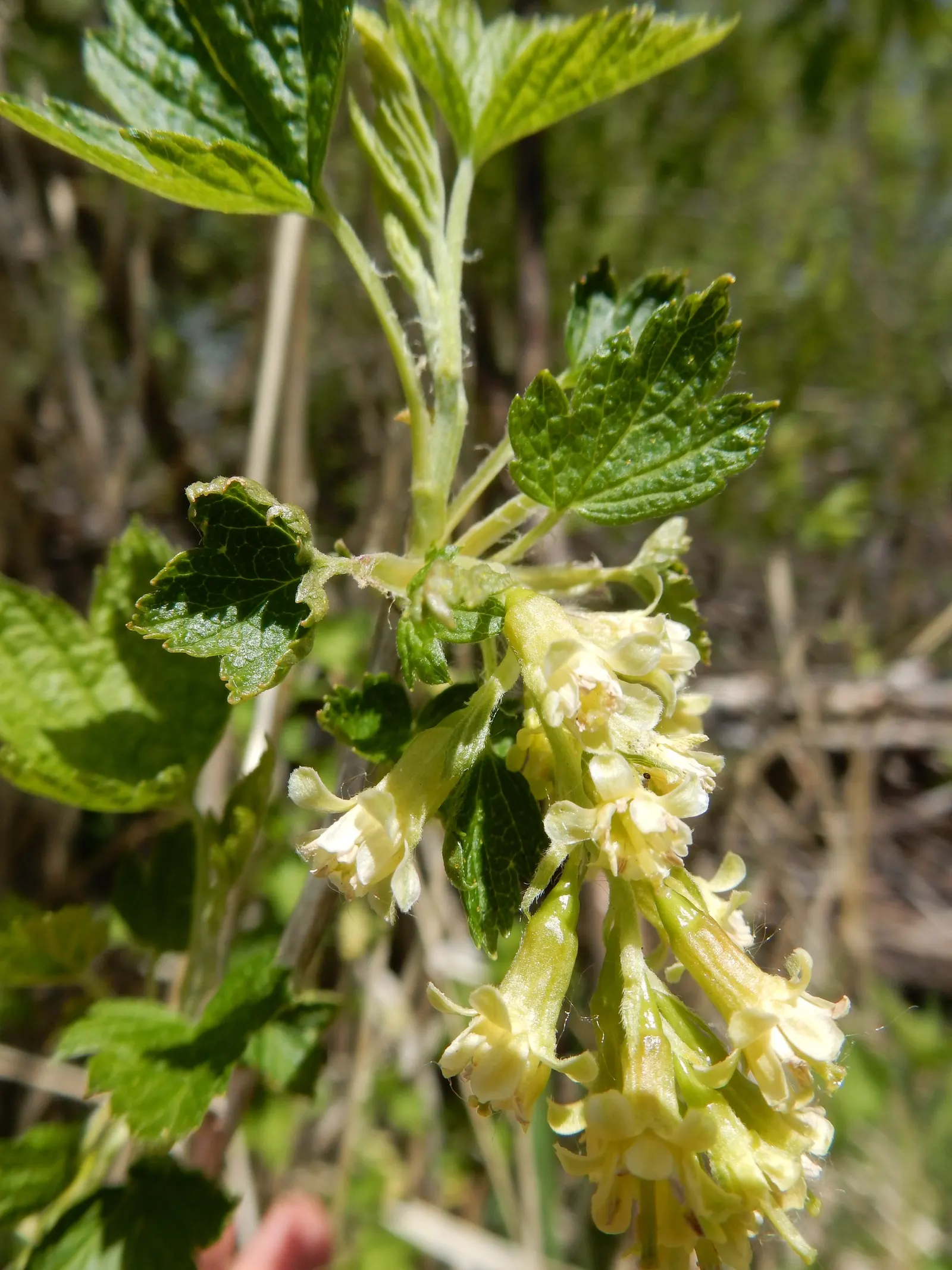 Wild Black Currant (Ribes Americanum) — glossy black berries in summer