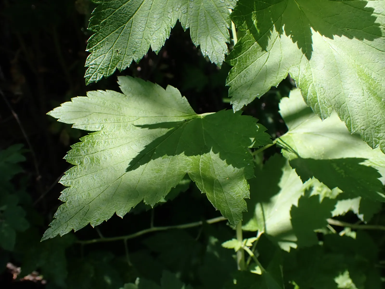 Wild Black Currant (Ribes Americanum) — making it a safe choice for regions affected by this pathogen; shrub with white blooms, image 66