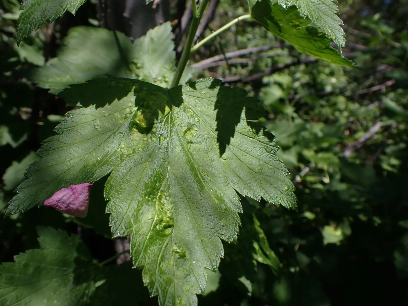 Wild Black Currant (Ribes Americanum) — as well as for human consumption when ripe.<br><br>This shrub thrives in USDA Hardiness Zones 3 through 7, image 62