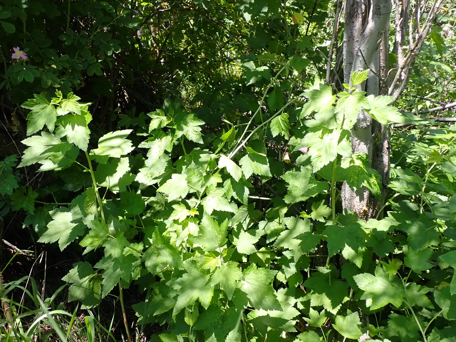 Wild Black Currant (Ribes Americanum) — making it a safe choice for regions affected by this pathogen