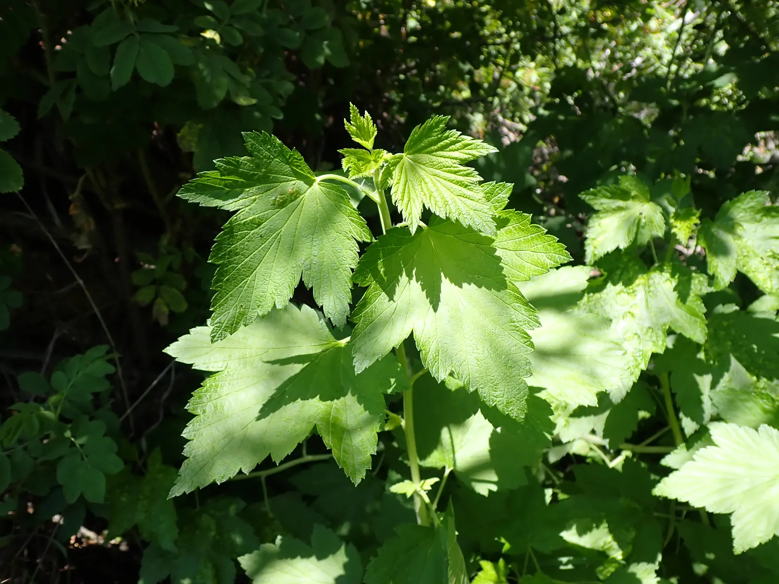 Wild Black Currant (Ribes Americanum) — commonly referred to as the Wild Black Currant