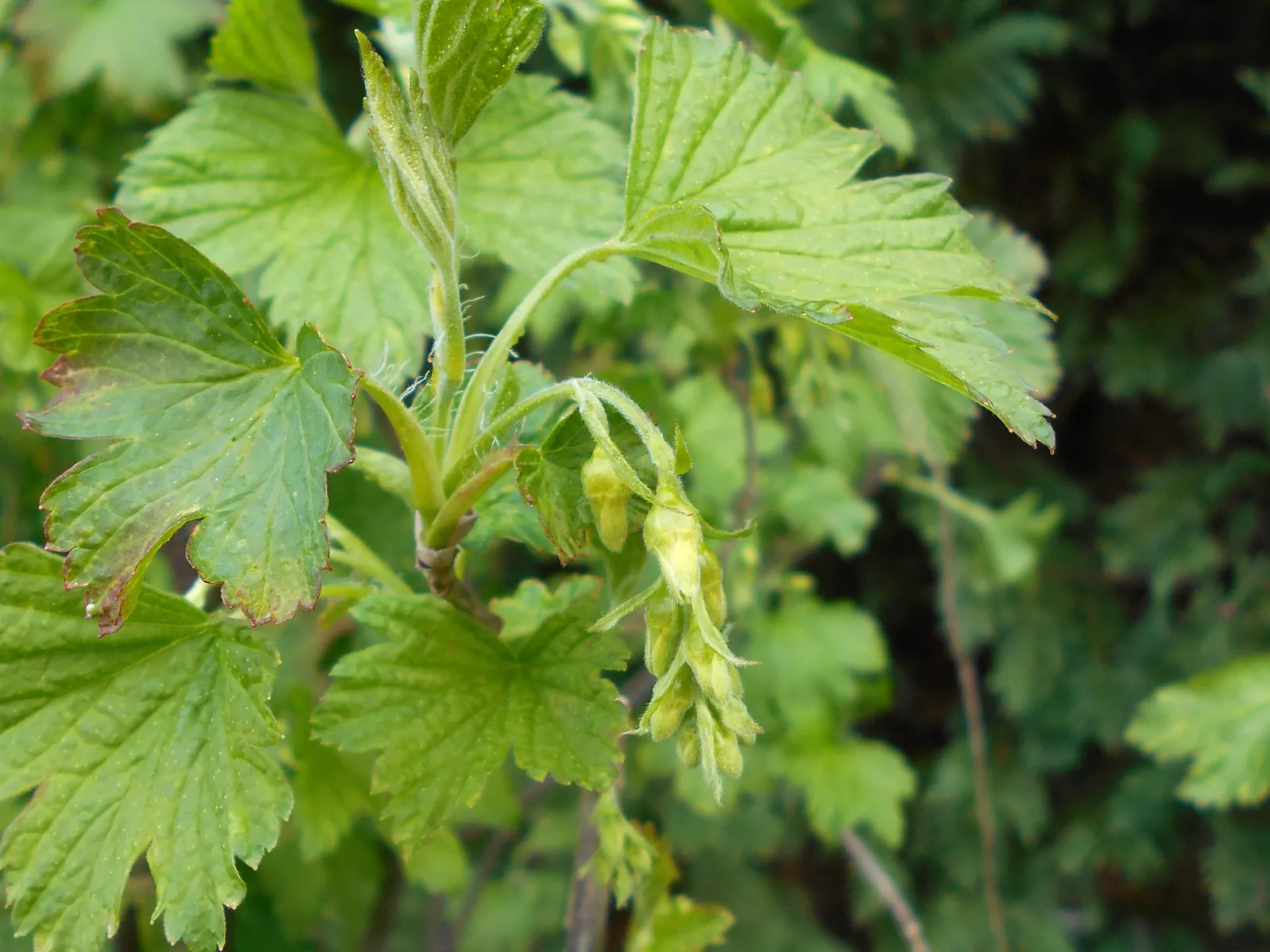 Wild Black Currant (Ribes Americanum) — This North American native typically grows to a modest height of 3 to 6 feet and with a similar spread; glossy black