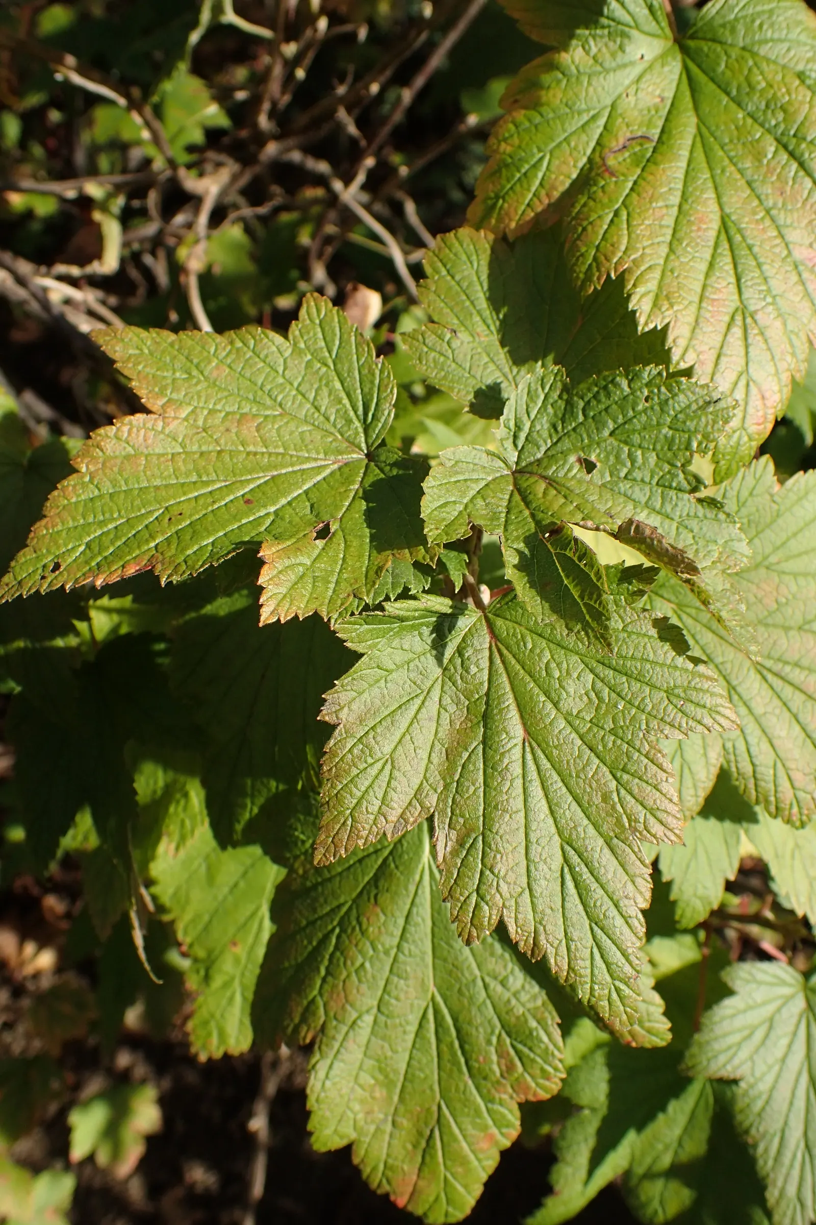Wild Black Currant (Ribes Americanum) — making it a safe choice for regions affected by this pathogen; shrub with white blooms