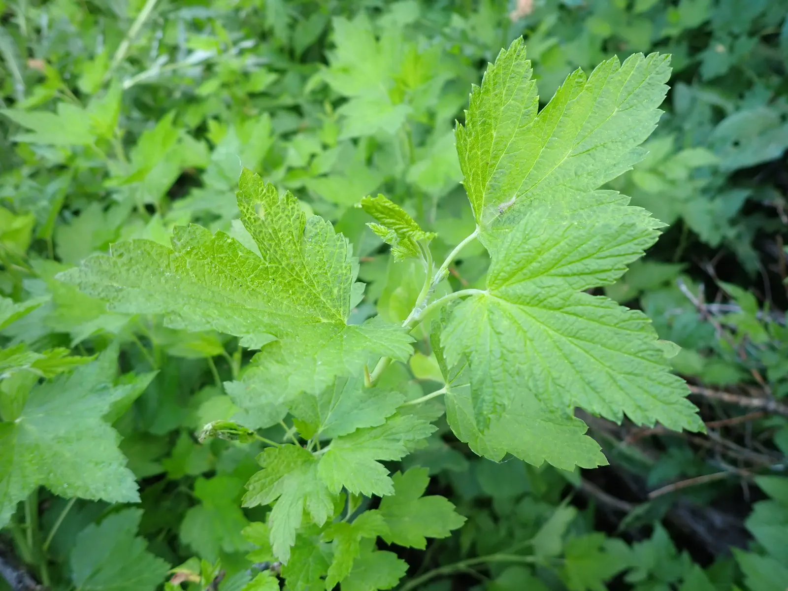 Wild Black Currant (Ribes Americanum) — It reaches a mature size of 3-6 feet in height and spread, preferring partial shade; these blossoms will attract an