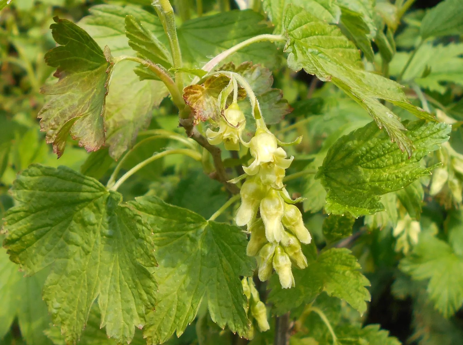 Wild Black Currant (Ribes Americanum) — shrub with white blooms; the plant produces edible, image 68