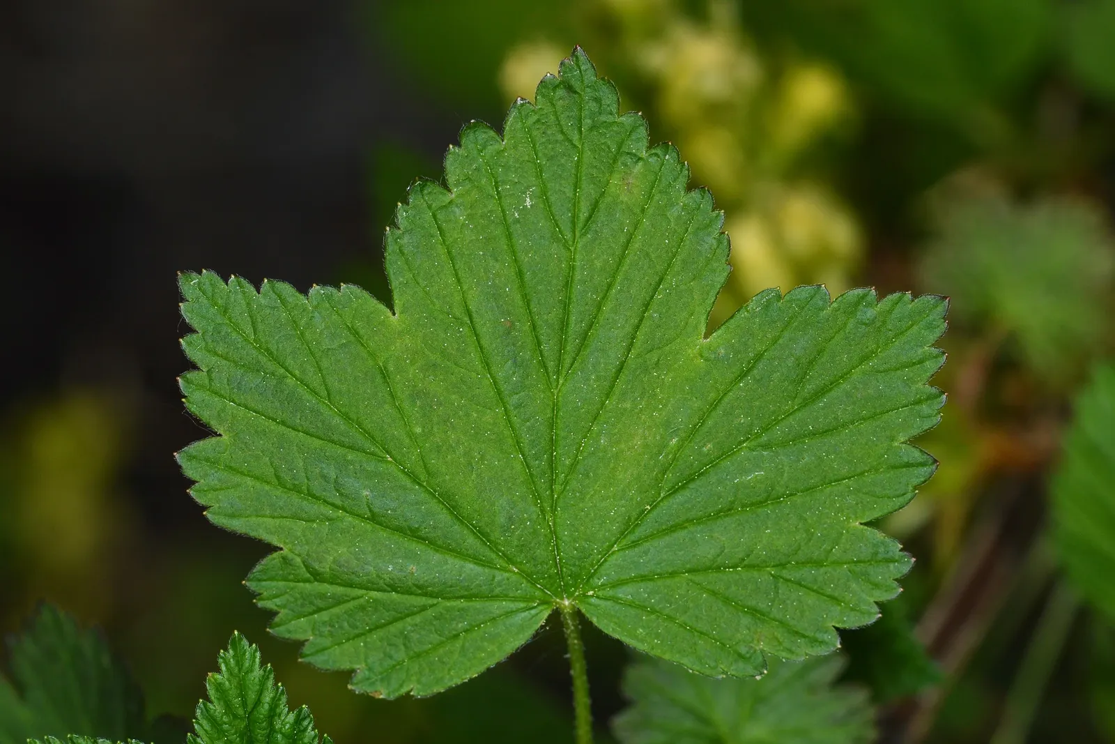 Wild Black Currant (Ribes Americanum) — it adds a four-season appeal to woodland gardens and naturalized areas; as well as for human consumption, image 52