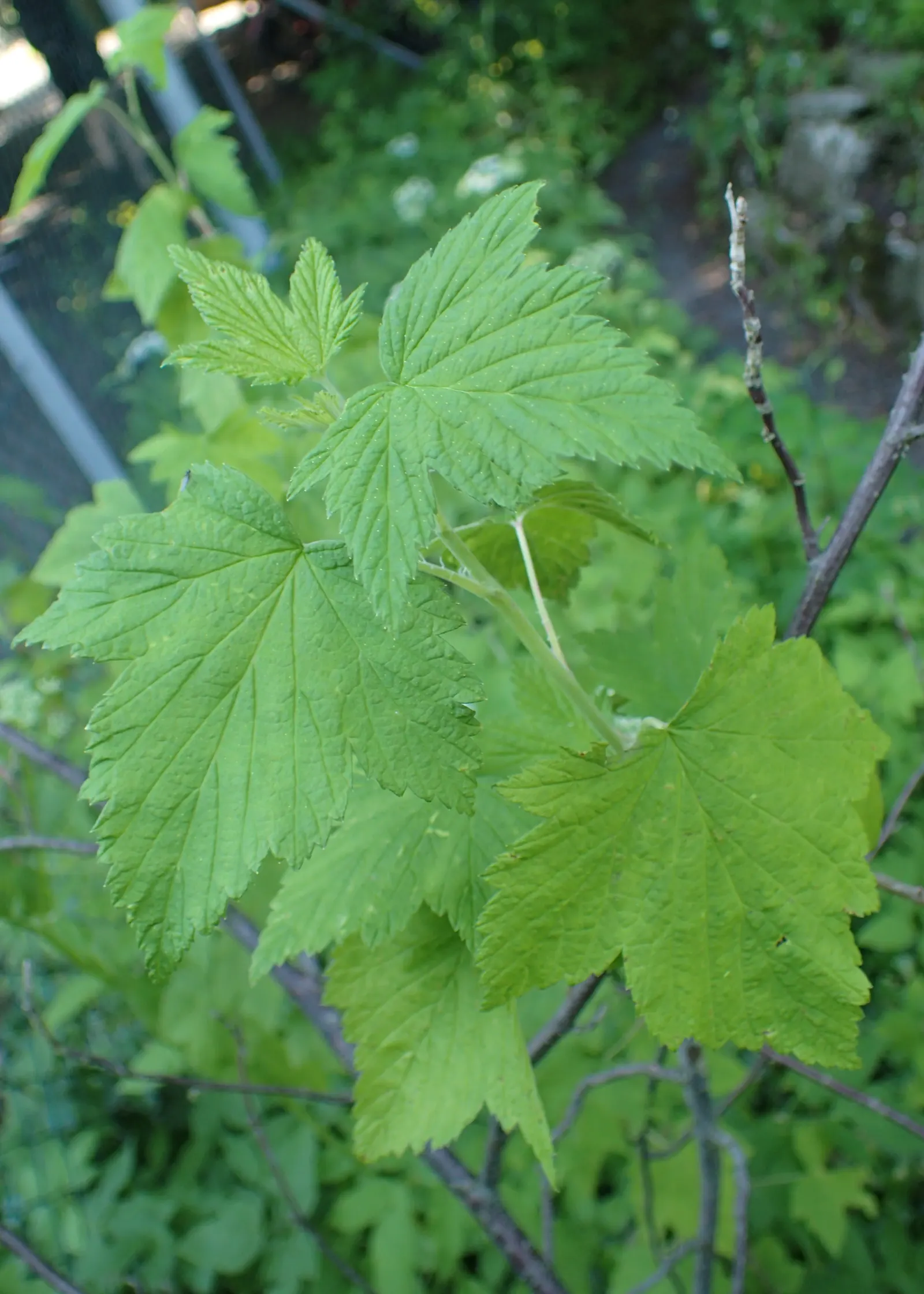 Wild Black Currant (Ribes Americanum) — It reaches a mature size of 3-6 feet in height and spread, preferring partial shade