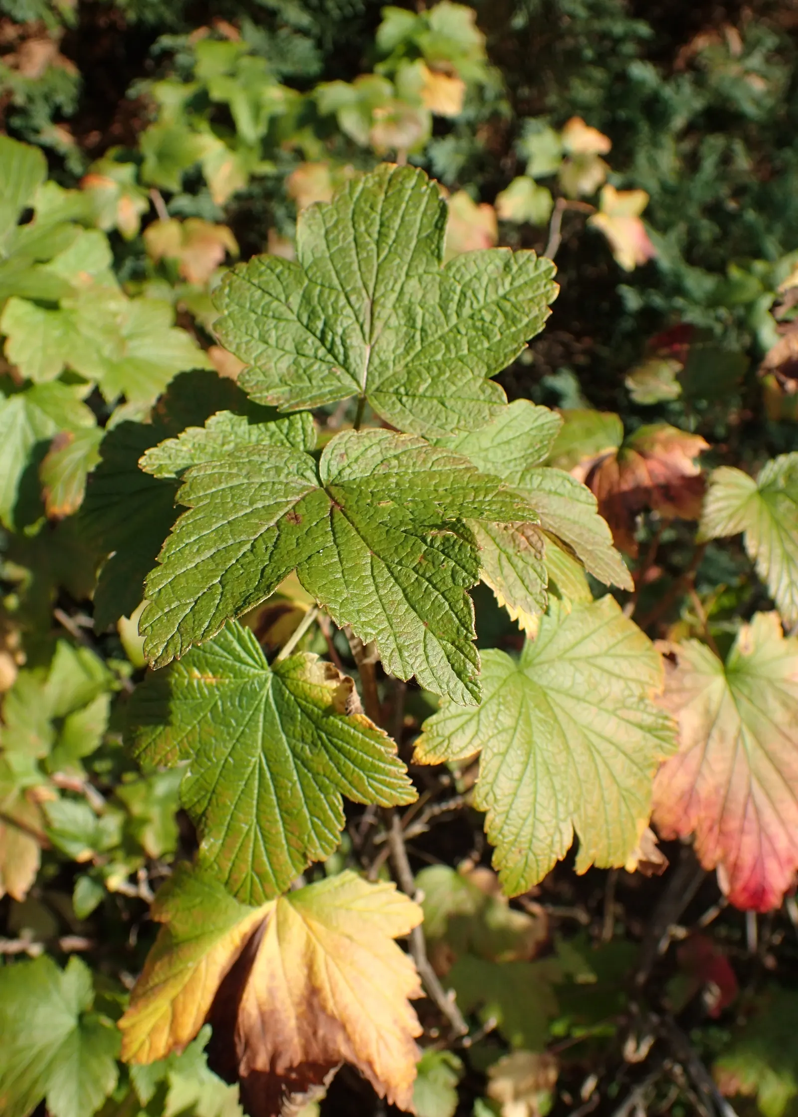 Wild Black Currant (Ribes Americanum) — It reaches a mature size of 3-6 feet in height and spread, preferring partial shade; these blossoms will, image 48