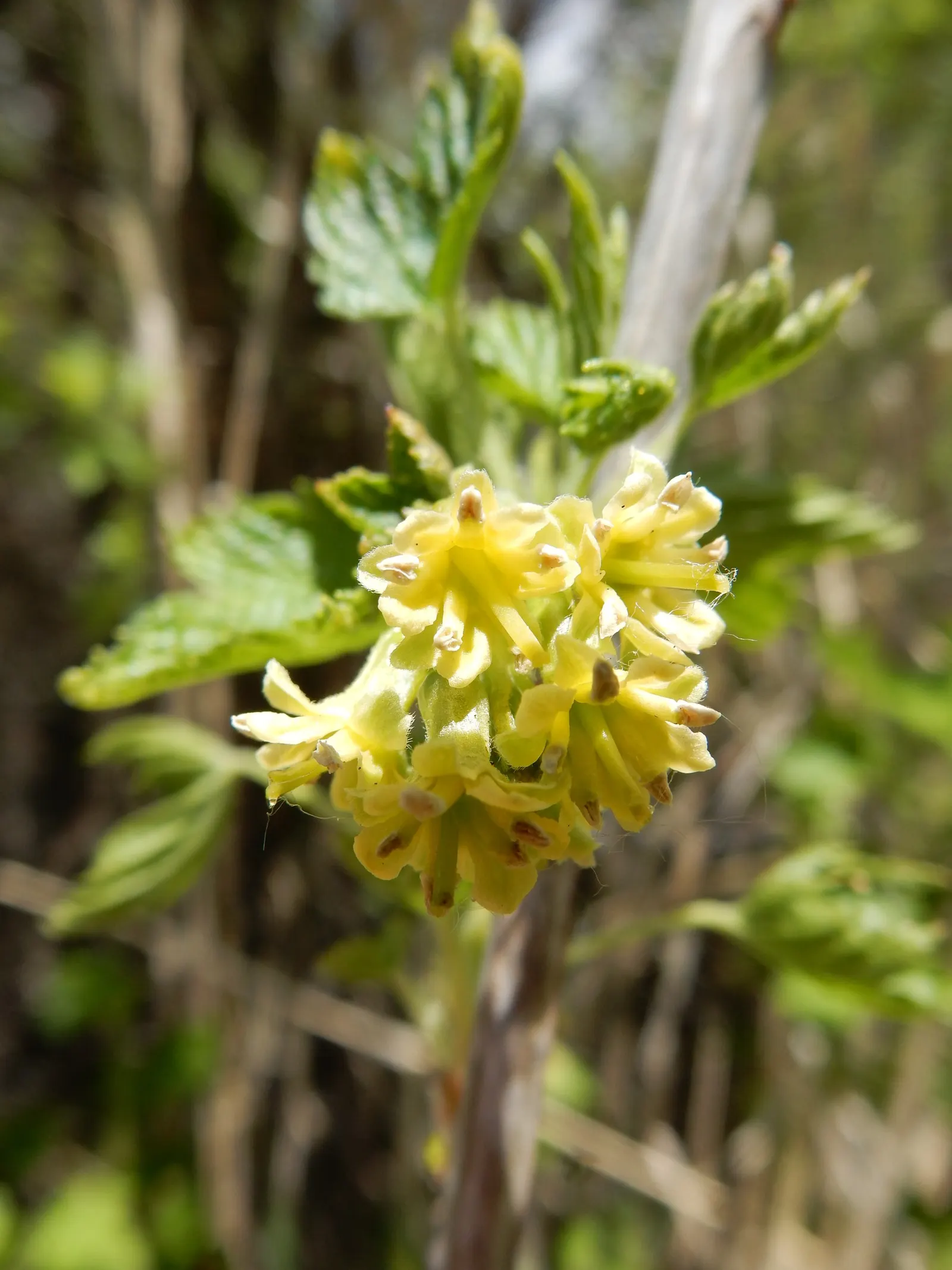 Wild Black Currant (Ribes Americanum) — glossy black berries in summer; it reaches a mature size of 3-6 feet in height and spread, preferring, image 50