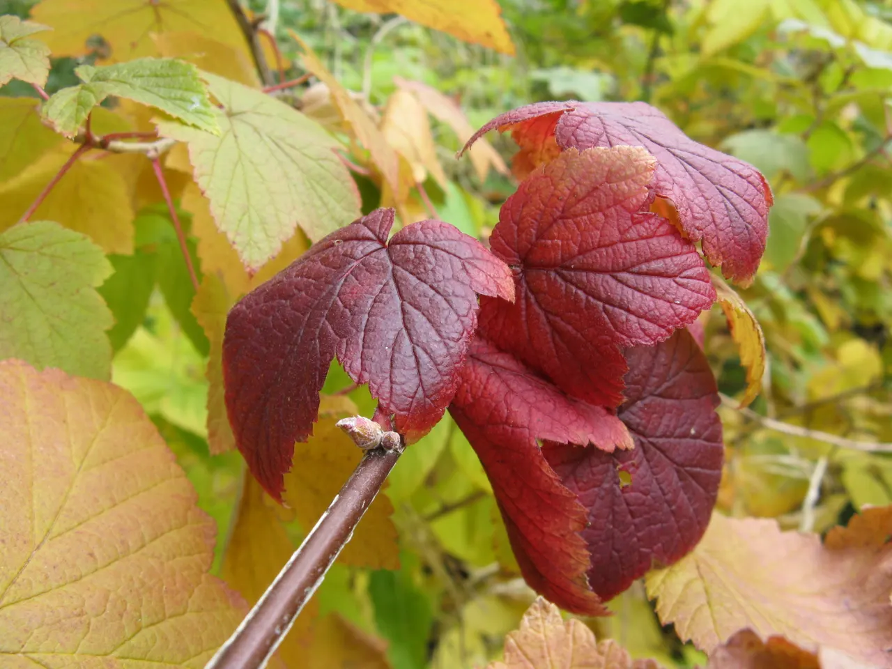 Wild Black Currant (Ribes Americanum) — It is relatively low-maintenance, requiring minimal pruning, primarily for shape and health