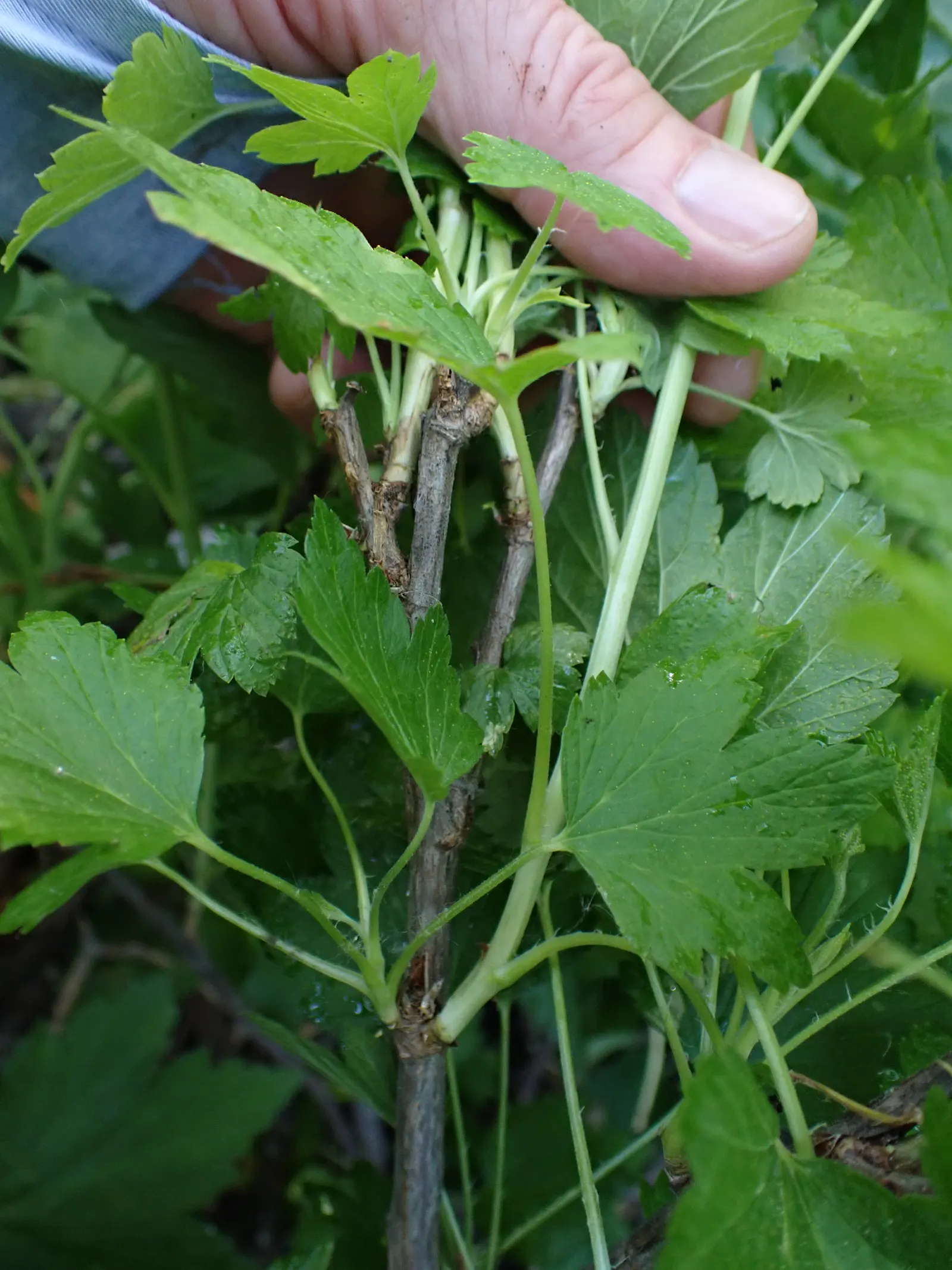 Wild Black Currant (Ribes Americanum) — shrub with white blooms