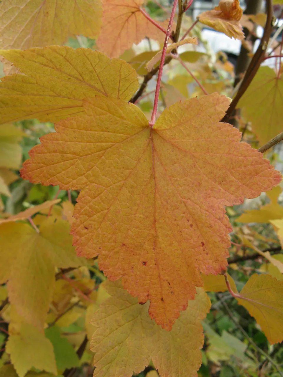 Wild Black Currant (Ribes Americanum) — green foliage that turns yellow in fall; this North American native typically grows to a modest height of 3 to 6 feet