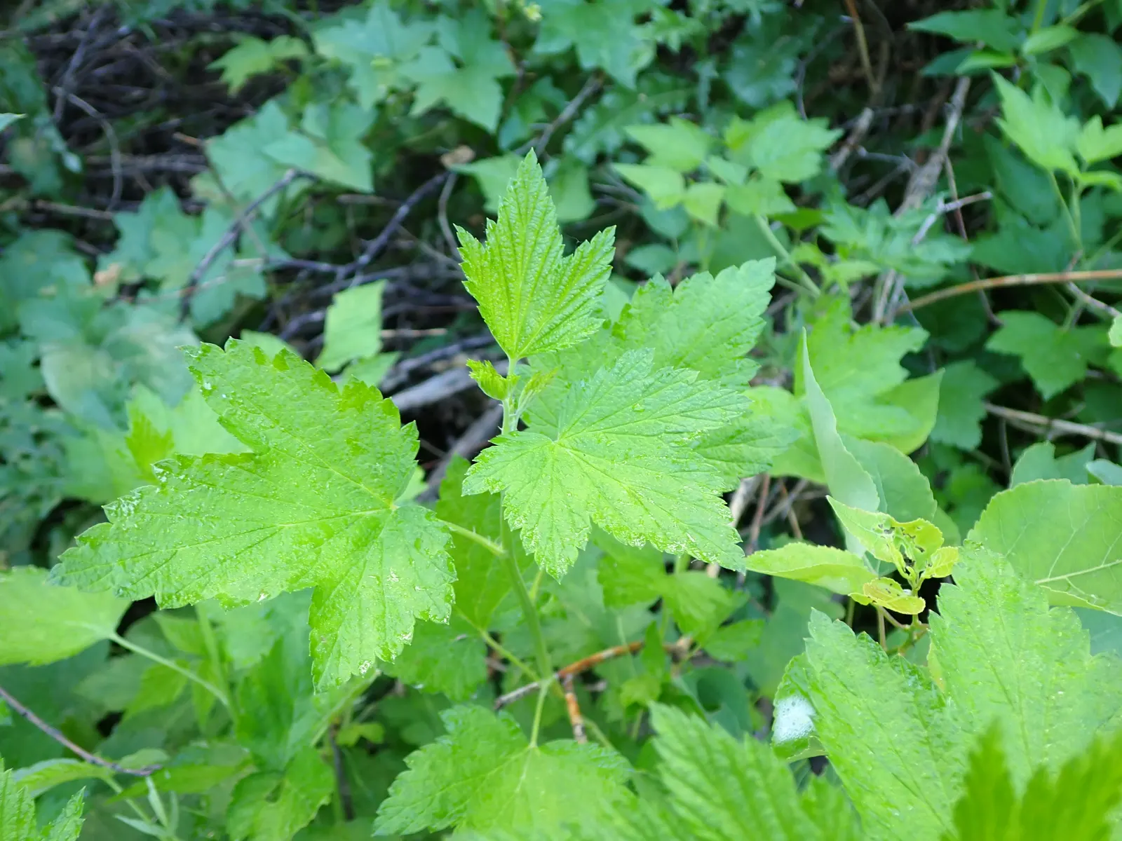 Wild Black Currant (Ribes Americanum) — as well as for human consumption when ripe.<br><br>This shrub thrives in USDA Hardiness Zones 3 through 7; preferring