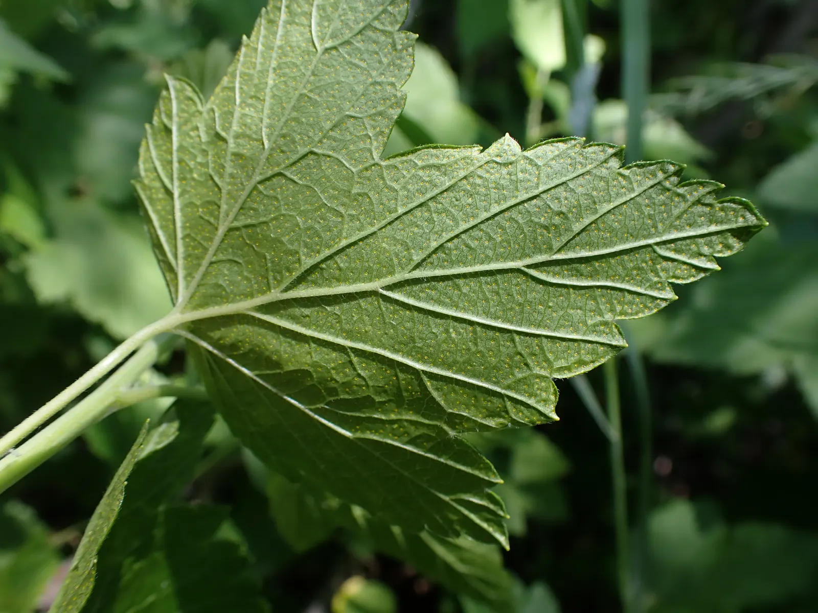 Wild Black Currant (Ribes Americanum) — Ribes americanum, or Wild Black Currant, is a hardy deciduous shrub thriving in USDA zones 4-7; glossy black berries in