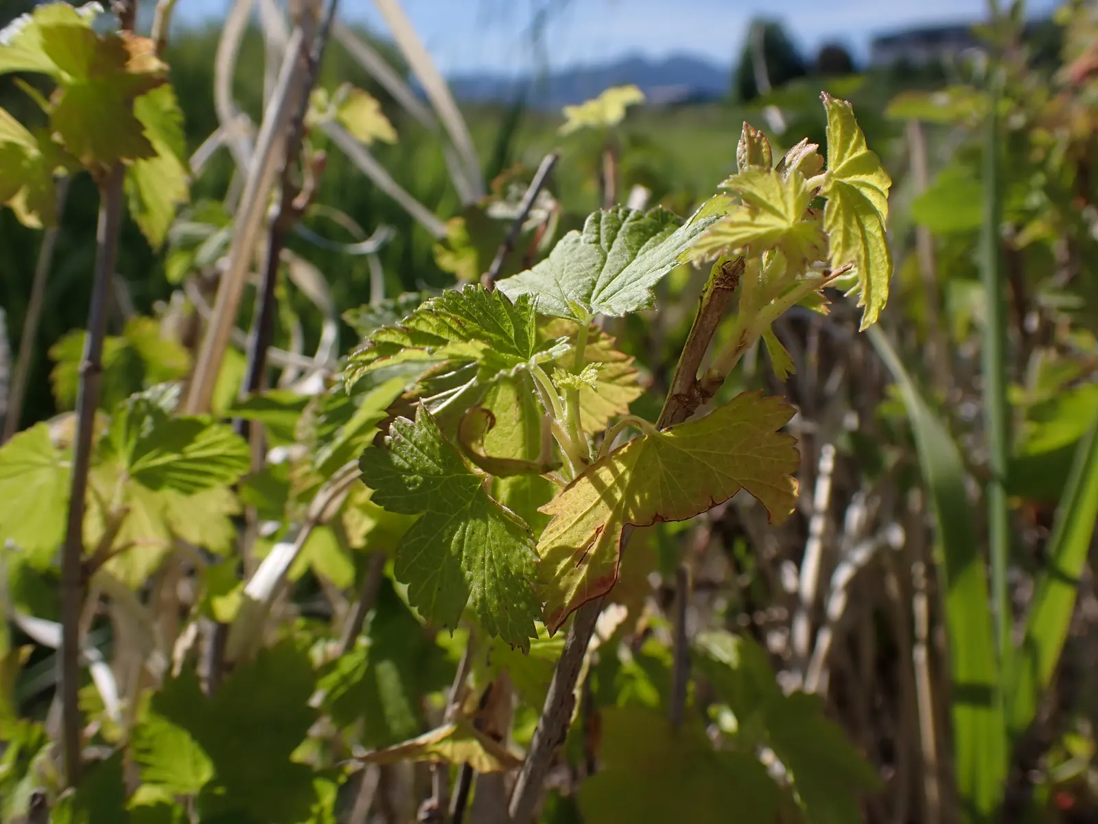 Wild Black Currant (Ribes Americanum) — preferring partial to full shade and moist; ribes americanum, or Wild Black Currant, is a hardy deciduous, image 63