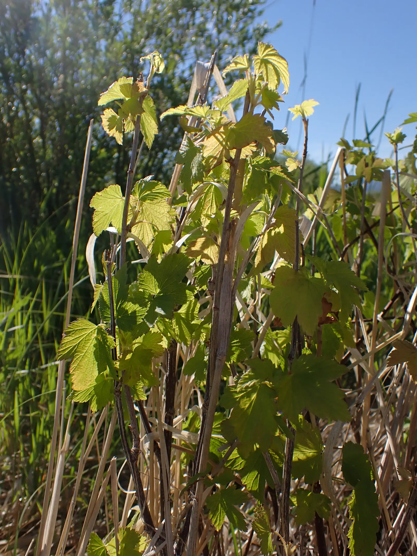 Wild Black Currant (Ribes Americanum) — is a deciduous shrub that brings both aesthetic appeal and wildlife value to your landscape design, image 54